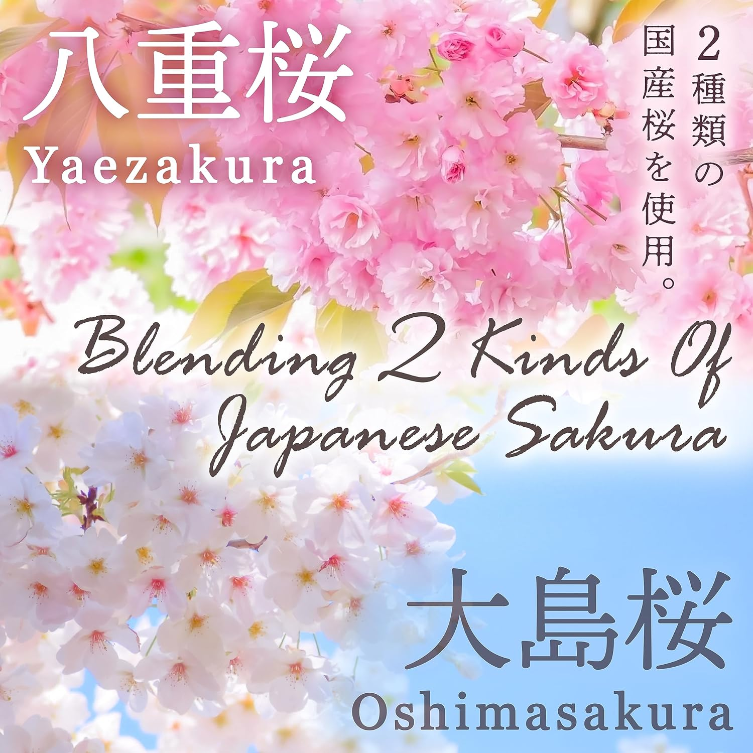 YAMASAN KYOTO UJI Sakura Latte Powder, Japanese Cherry Blossom Drinks, Sweetened, 3.5Oz(100G) image number 6