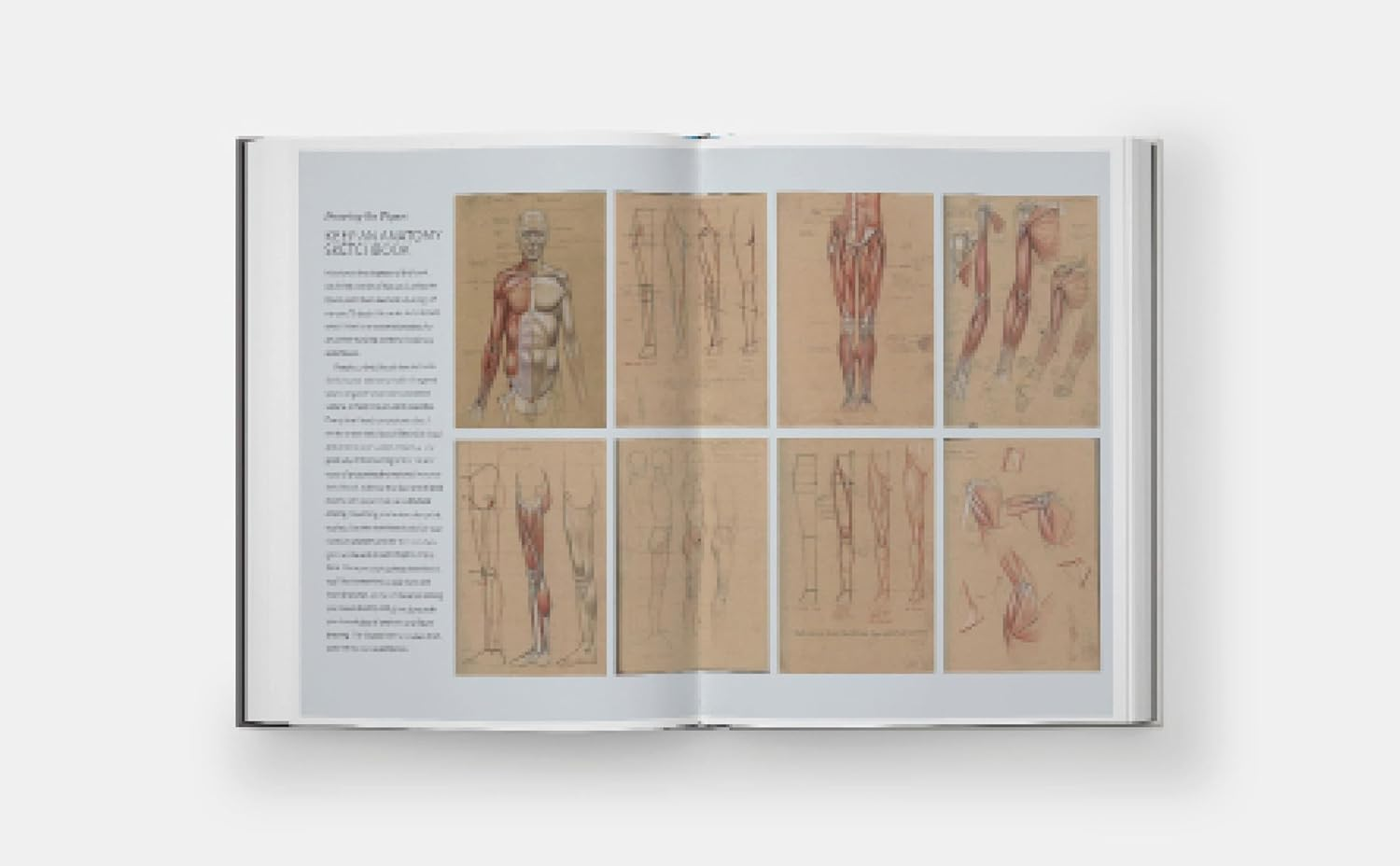 Basic Human Anatomy: an Essential Visual Guide for Artists image number 1