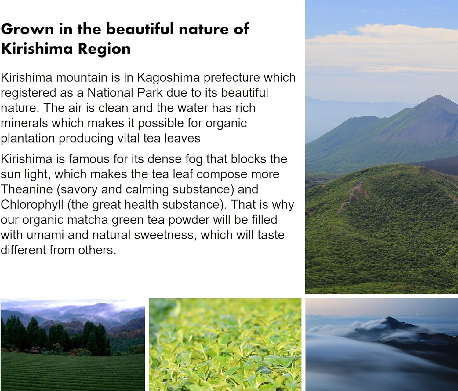 Organic Green Tea Powder - Shizen Tea (Organic Matcha Superior) image number 4