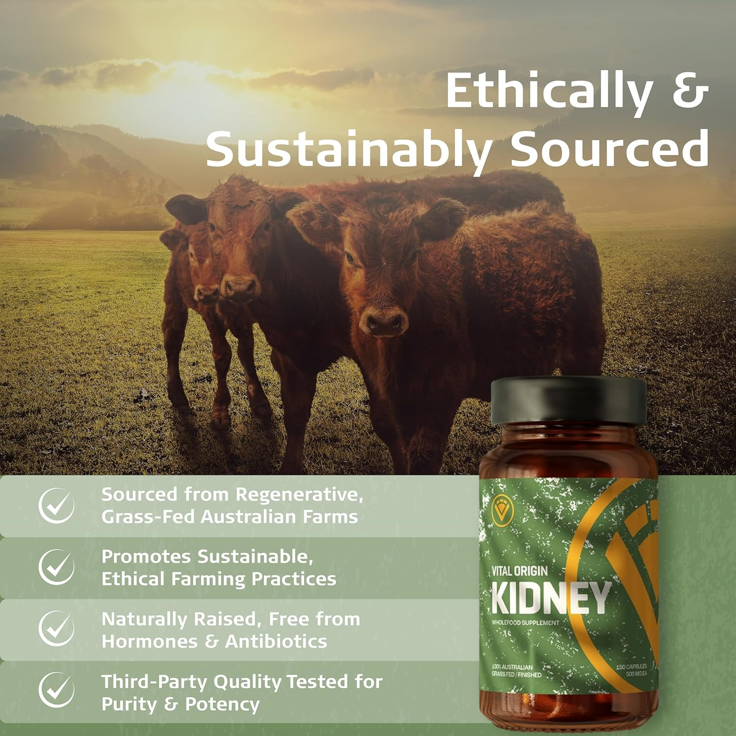 Beef Kidney Capsules | Regenerative Grass-Fed & Finished | Natural DAO, Selenium, Iron, B12 | Skin, Hair, Nails, Allergies | 120 Capsules image number 2