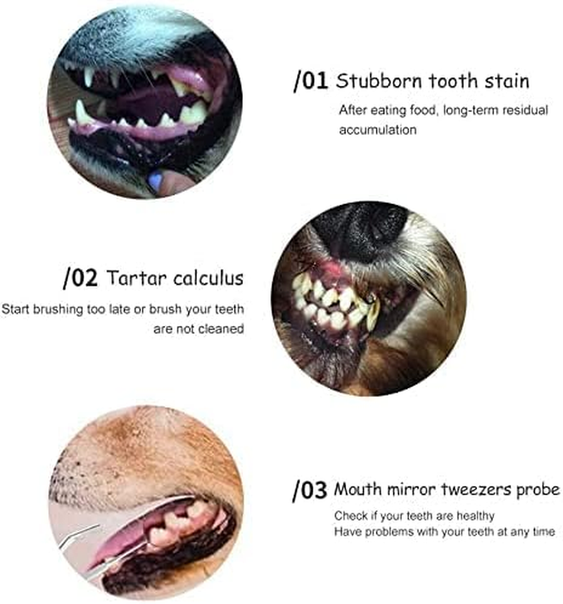 Dental Tooth Scaler Plaque Remover (Perfect for Cats and Dogs) - 6.5 Inch Double Headed Tarter Scraper Stainless Steel Teeth Cleaning Tools/Picks