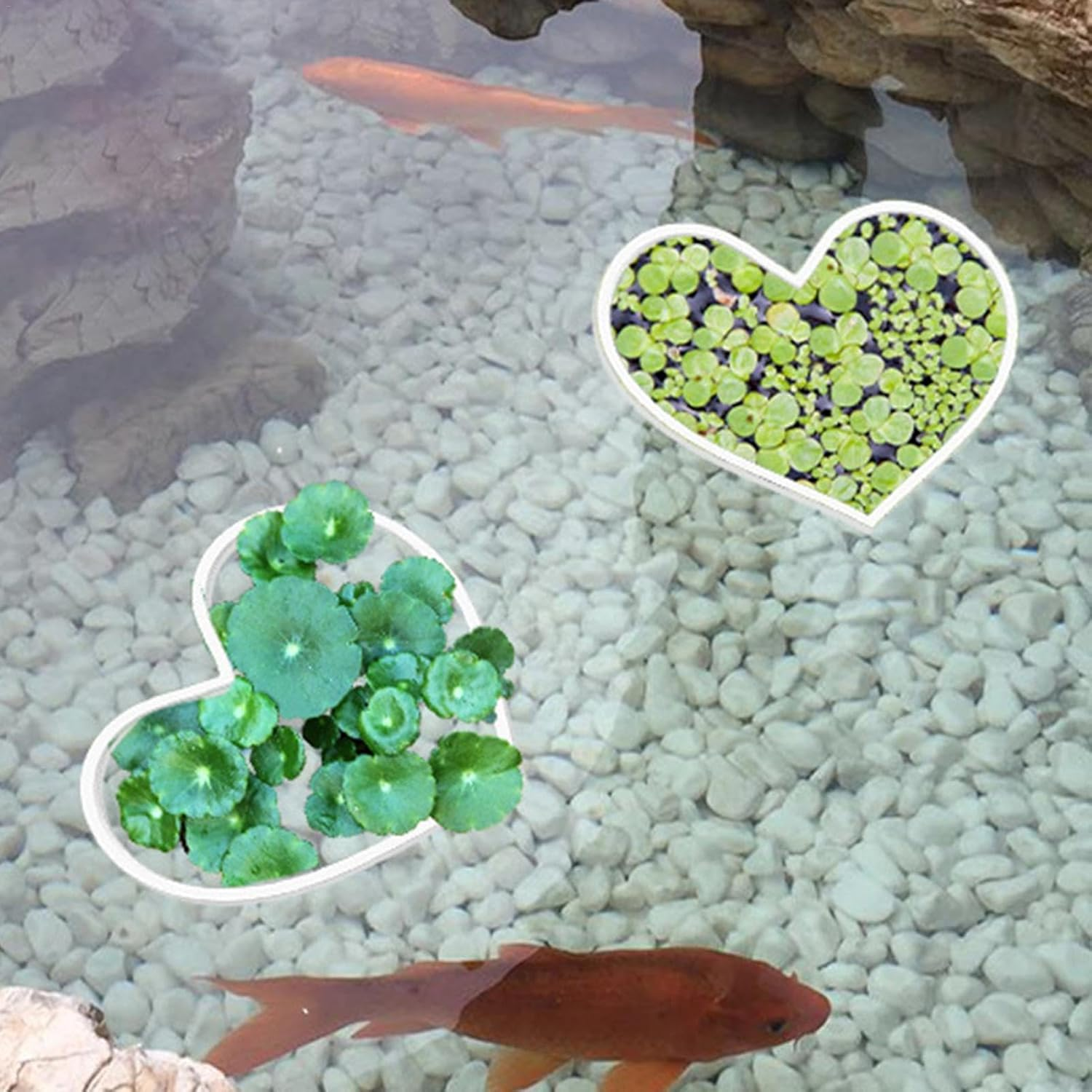 Feeding Ring for Fish Tank,Heart Shape Aquarium Floating Ring - Aquarium Floating Plant Corral, Ideal for Keeping Plants in Place for Fish Tank image number 5