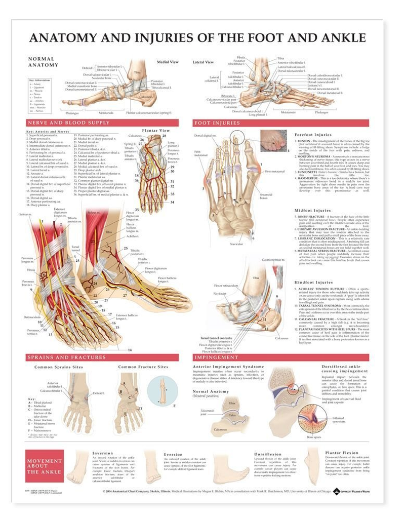 Anatomy and Injuries of the Foot and Ankle Anatomical Chart Paper Unmounted