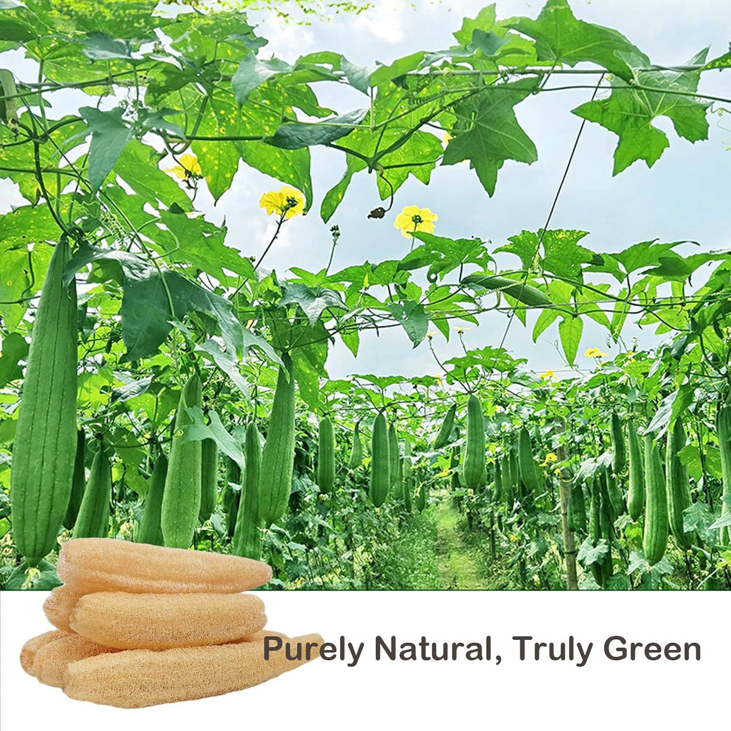 Catchu Whole Loofah Sponges Bursh, Quality Organic Luffa Softness Bath Shower, Cutability Natural Uncompressed Loofah Scrupper, Dish Clean Brush - Pack of 2 image number 1