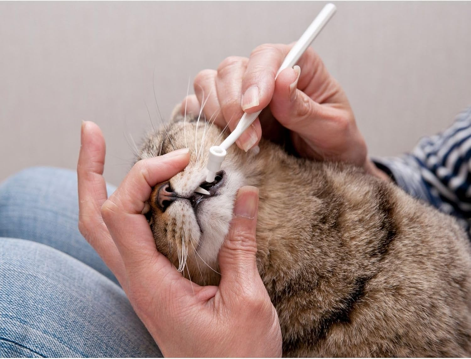 Mind up Attachable Head Toothbrush for Cats Easy to Use Made in Japan Nyanko Care by with a Spare Brush image number 2