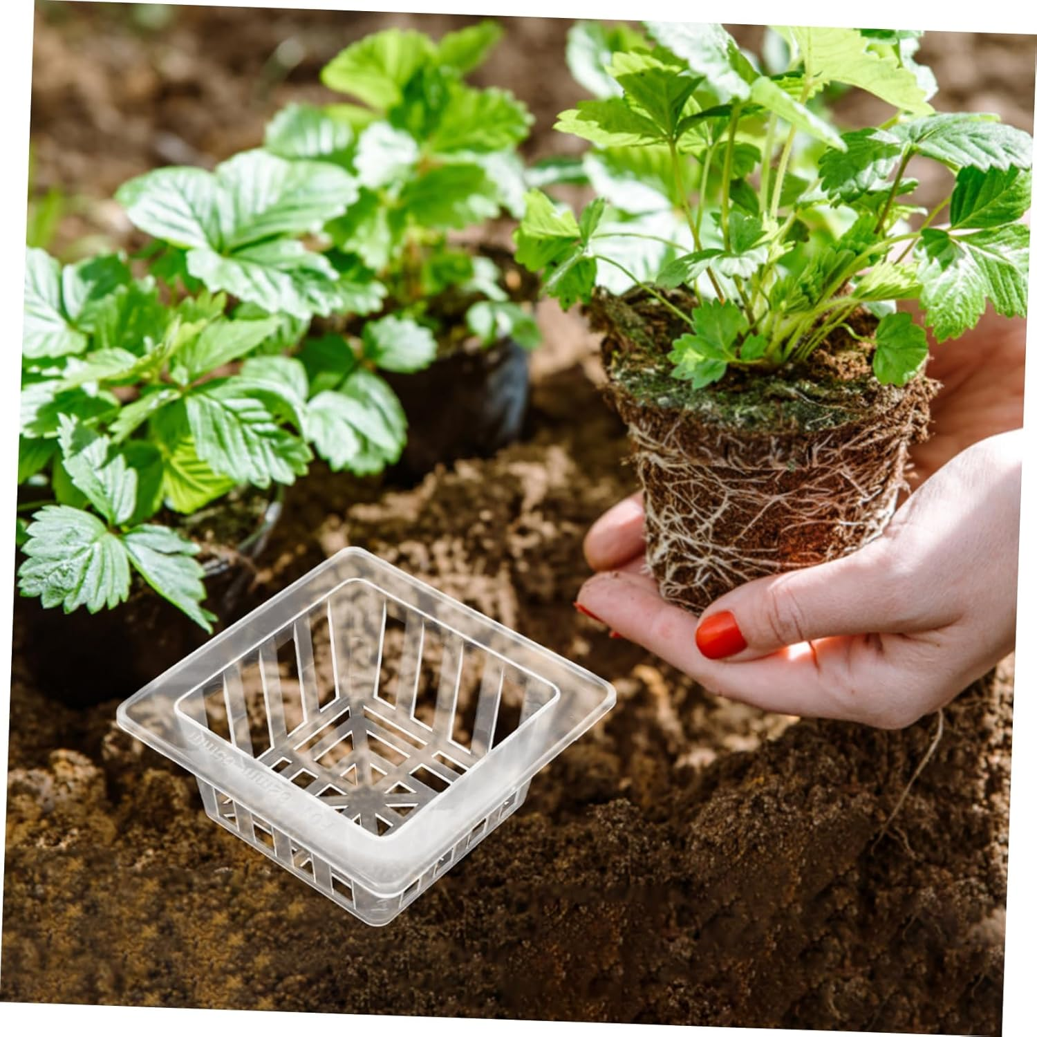 Parliky 20Pcs Square Plastic Mesh Root Baskets for Hydroponic Flower Pots for Plant Propagation and Soilless Gardening image number 5