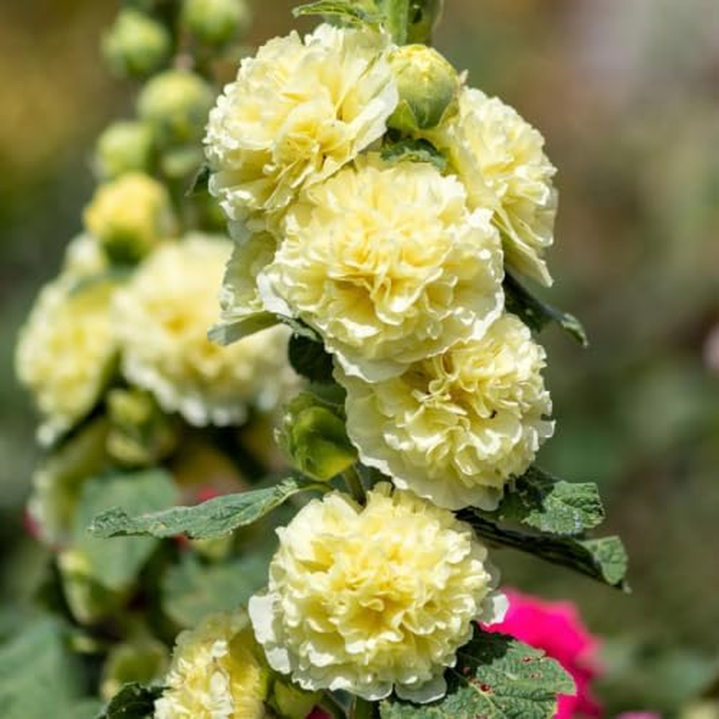 Hollyhock CHATERS Double Golden Yellow 20 Seeds Peony Type Doubles Post