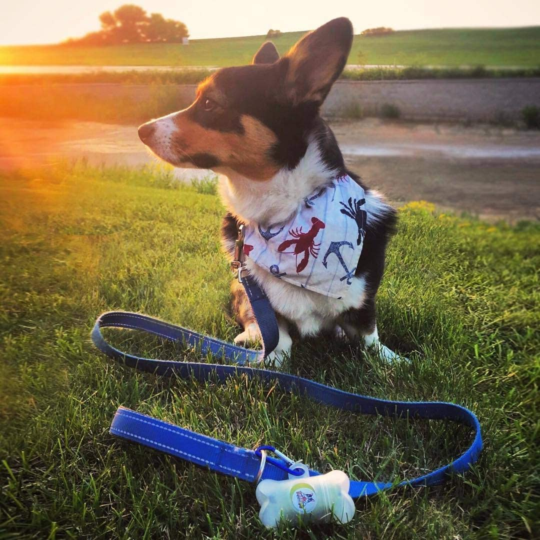 Pogi&rsquo;S Dog Poo Bags &ndash; 750 Unscented Bags (50 Rolls) with 2 Dispensers &ndash; Biodegradable, Leak-Proof, Extra Strong image number 3