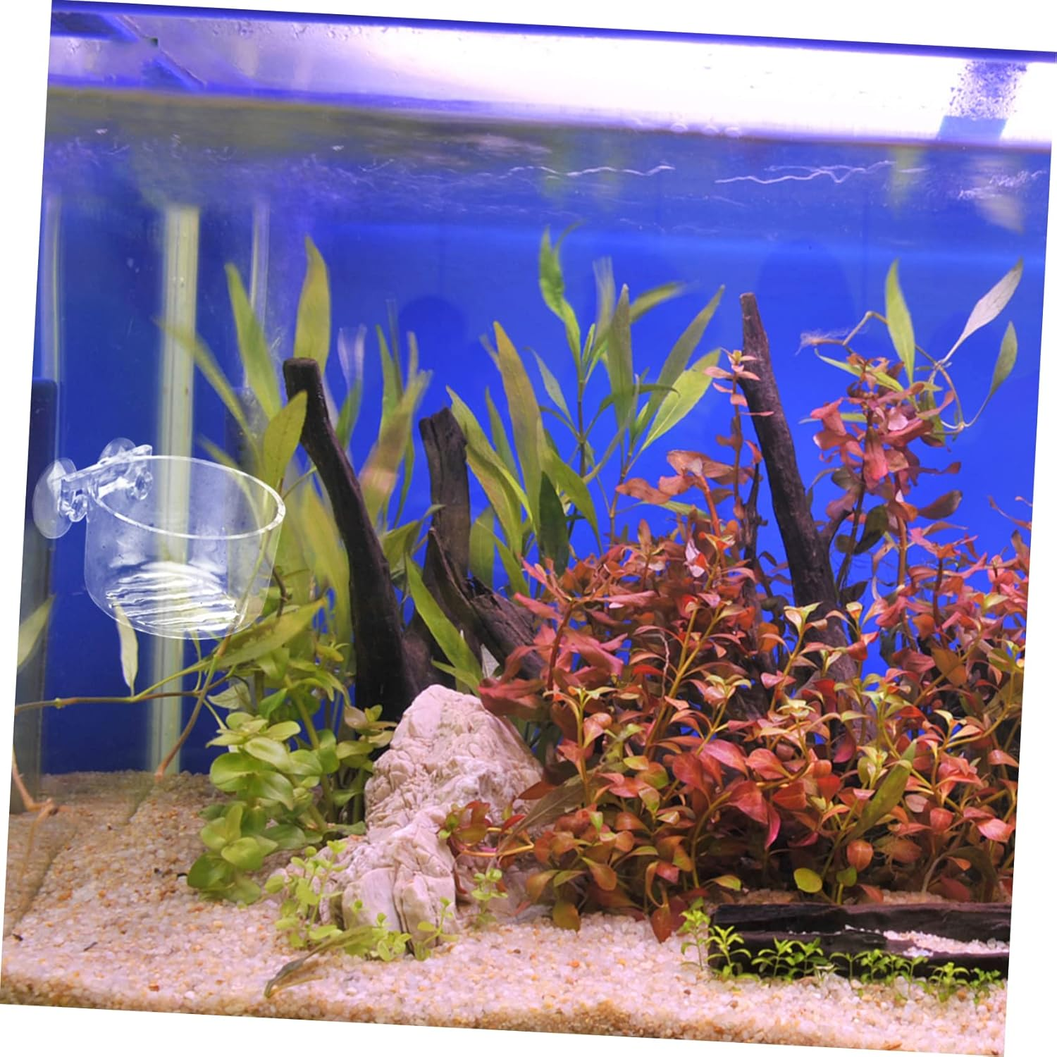 BUGUUYO 2Pcs Aquarium Food Storage Bowl Practical Feeding Cup for Fish Tank Smooth Design Easy to Clean Prevents Food Spread for Fish Feeding image number 6