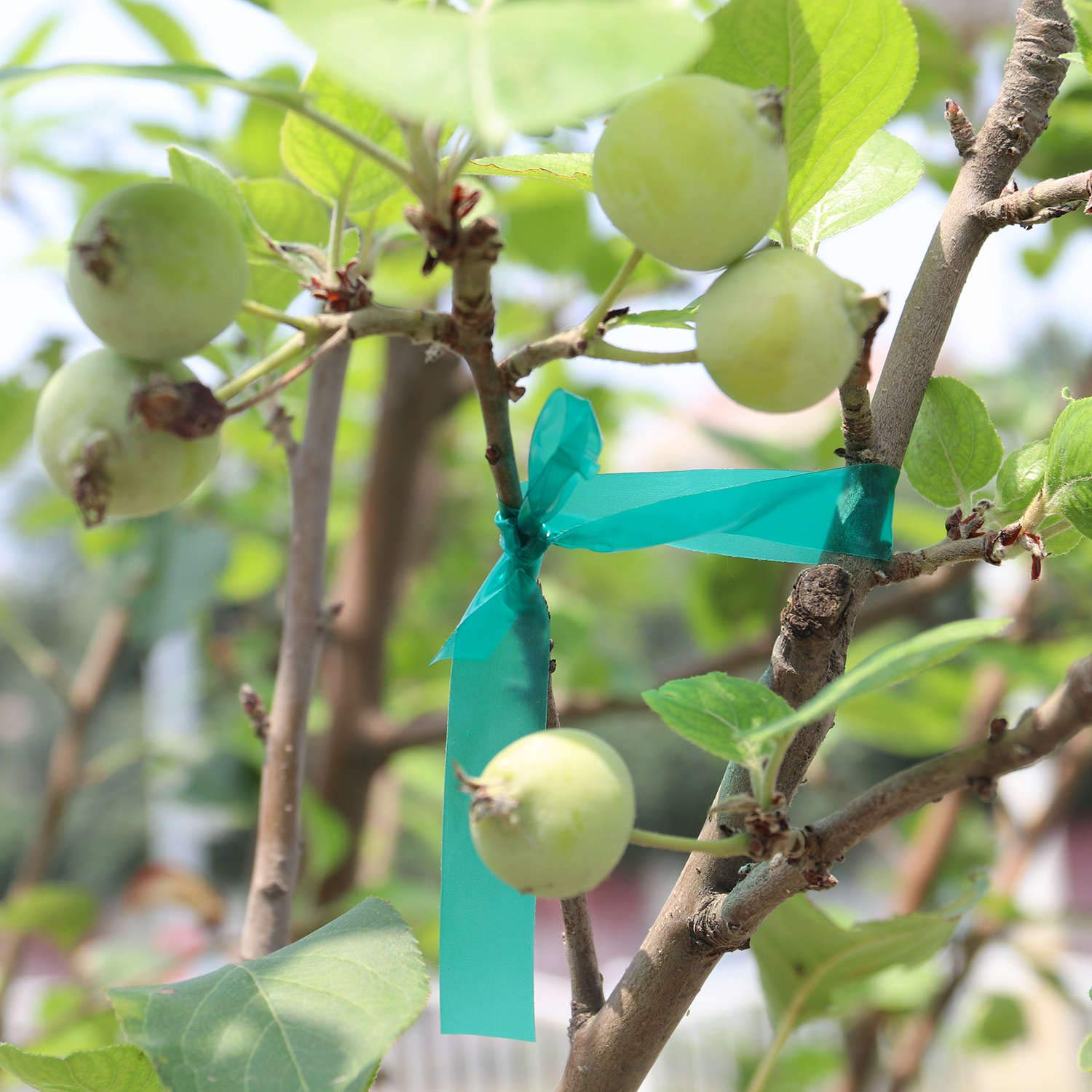 Easytle Stretch Tie Tape Roll, 1/2" 150Ft Garden Tie Tape, Thick Sturdy Plant Ribbon Garden Green Vinyl Stake Gardening Tools for Indoor Outdoor Patio Plant Use image number 1