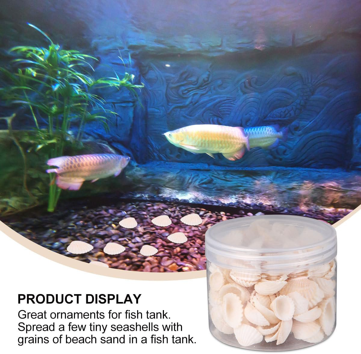 SEWACC 2Pcs Natural Shell Scallop Canned Small White Seashells Micro Landscape Decor Sea Shells Mixed Wishing Bottle Clam Shells for Crafts Beach Shells Seashells for Crafts Sandbag Large image number 3