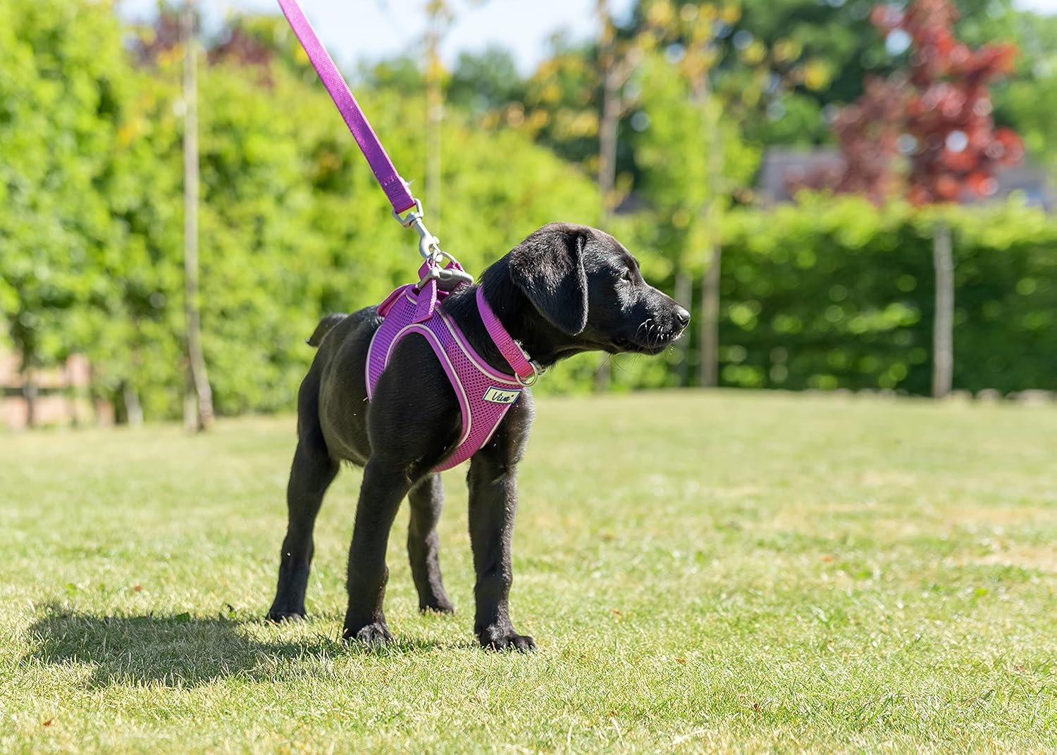 Ancol Padded Nylon Dog Lead, 1 M X 12 Mm, Purple image number 5