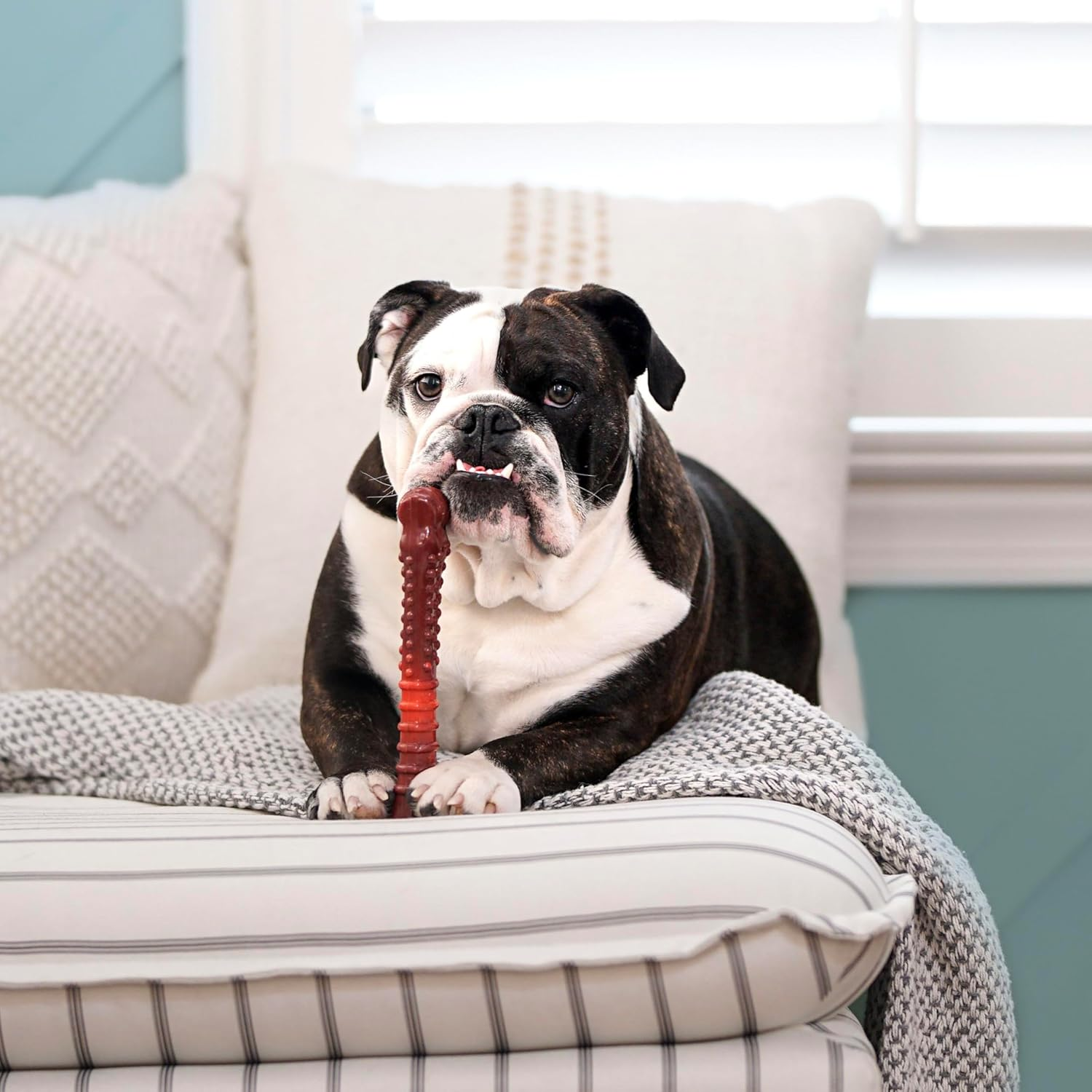 Nylabone Power Chew Flavor Frenzy Knuckle Bone Chew Toy for Dogs, Indestructible Chew Toys for Aggressive Chewers, Beef Jerky Flavor, X-Large/Souper - 50+ Lbs. (1 Count) image number 1