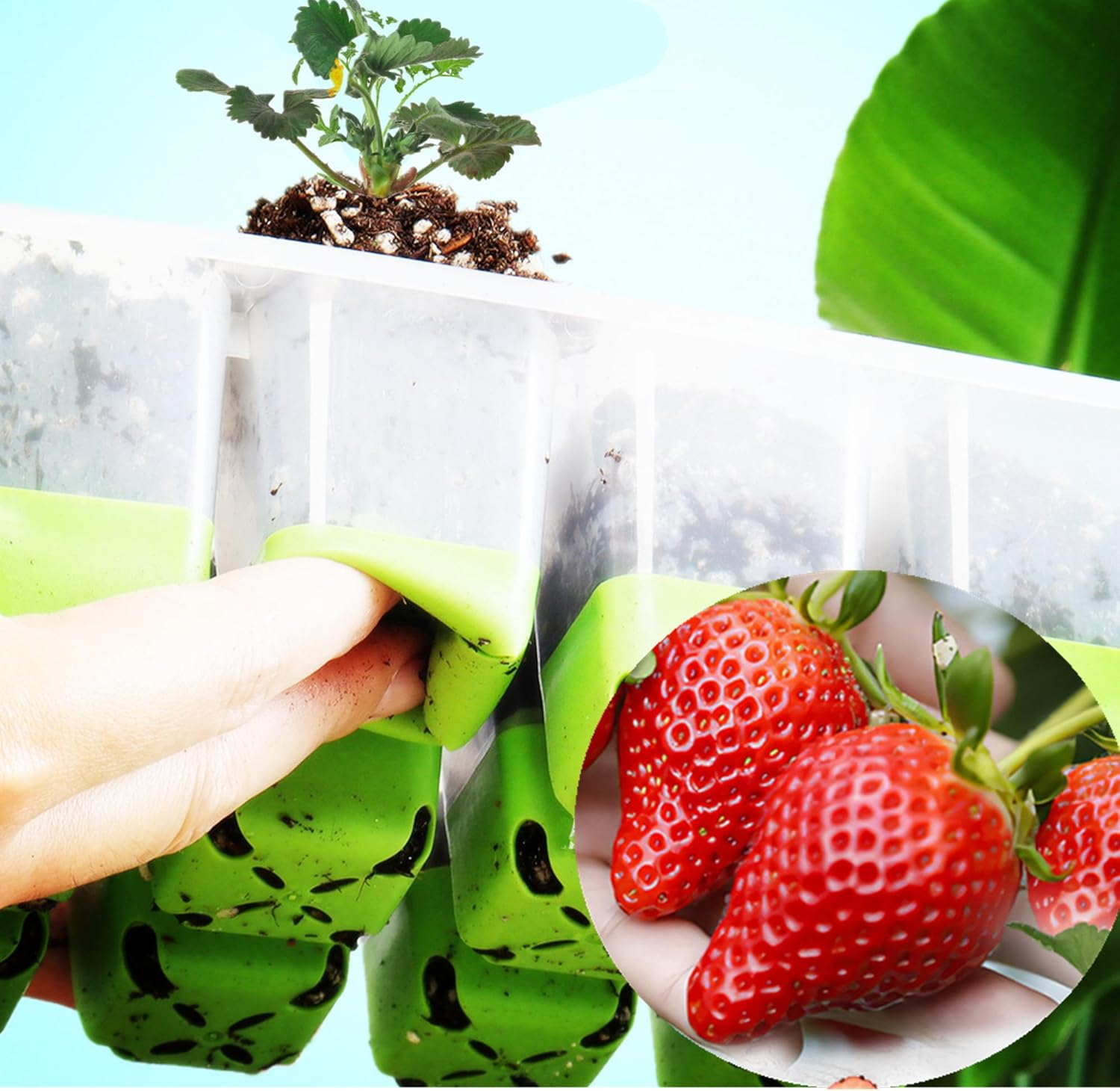 5Pcs Reusable Seed Starter Tray, Silicone Seeding Starter with Flexible Pop-Out Cells (60 Cells in Total), Plant Growing Trays for Seed Starter, Indoor Greenhouse Seeding Planting Growing(5Pcs,Green) image number 3