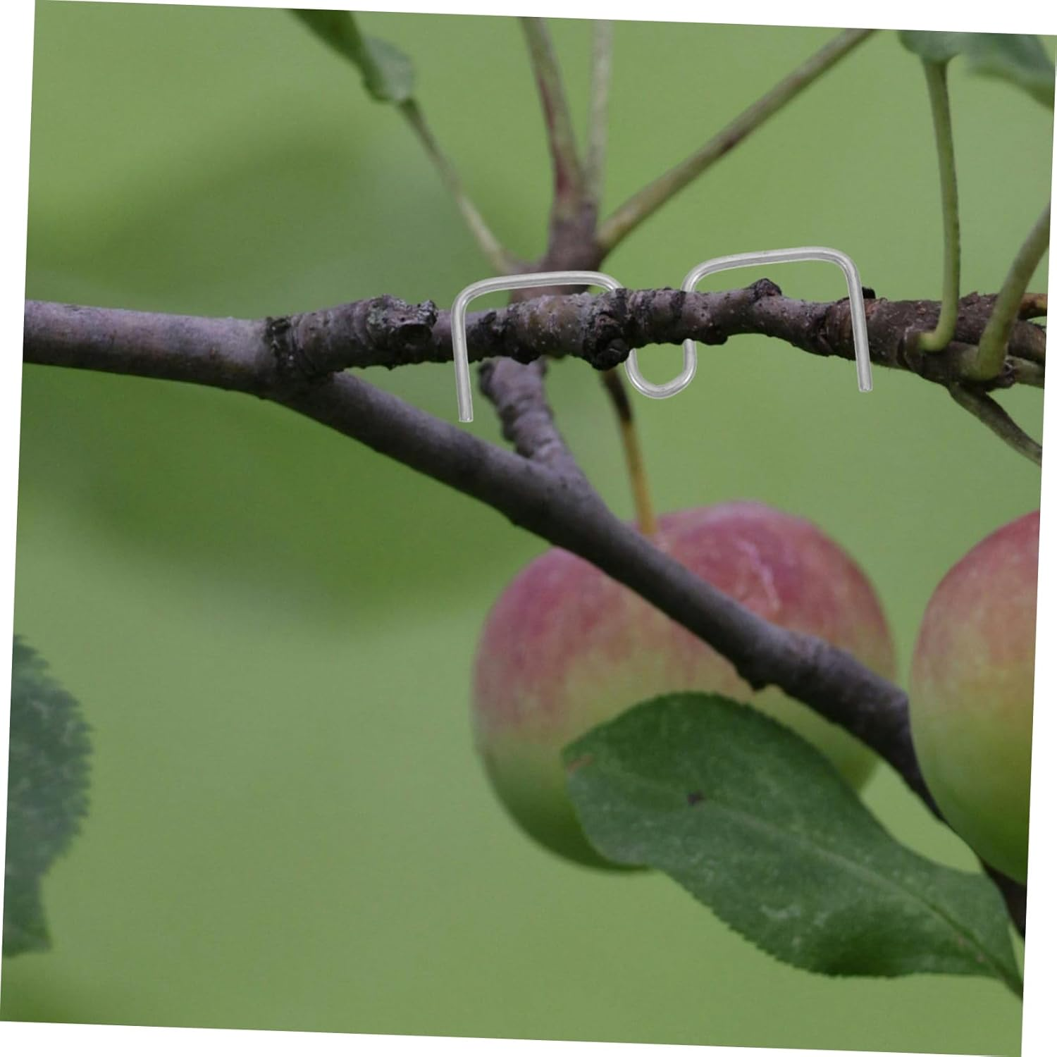 CAXUSD Plant Branch Spreader Clips Set for Apple Trees and Roses 8Cm M Shape 50 Count Gardening Twig Support Tools for Bending and Shaping Branches image number 1