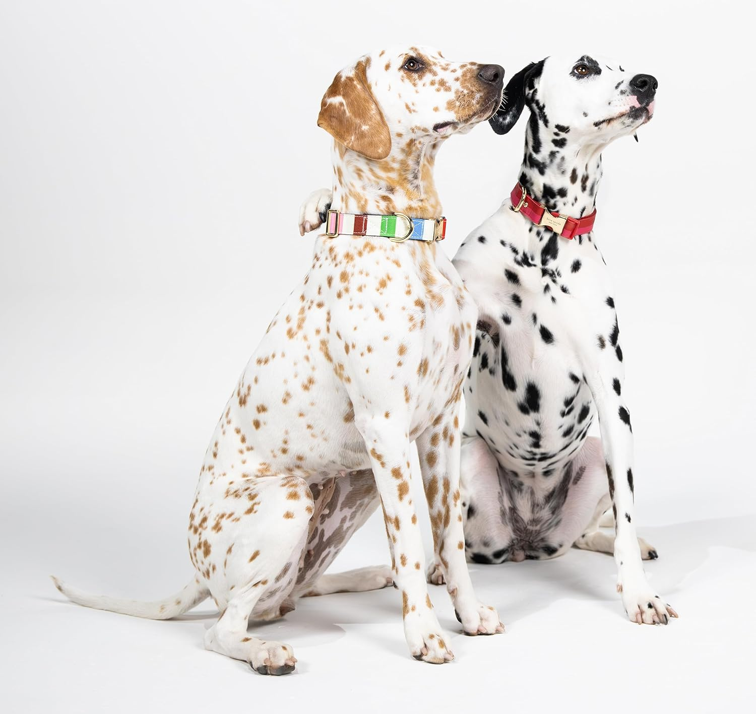 Kate Spade New York Cute Dog Collar, Gold Metal Buckle Dog Collar, 15.5" to 24" Adjustable Dog Collar for Female or Male Dogs, Stylish Dog Collar for Medium and Large Breeds (Adventure Stripe) image number 6