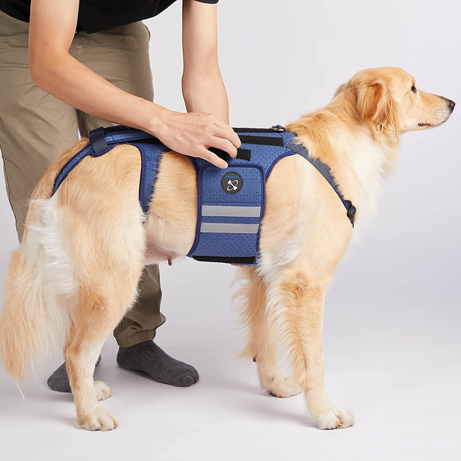 Coodeo Dog Back Brace for Dogs Arthritis, Pet Back Bracer for IVDD, Back Protector Helps Pain Relief, Surgical Recovery and Rehabilitation, Dogs Back Disease Prevention. (Blue,Xx-Large) image number 2