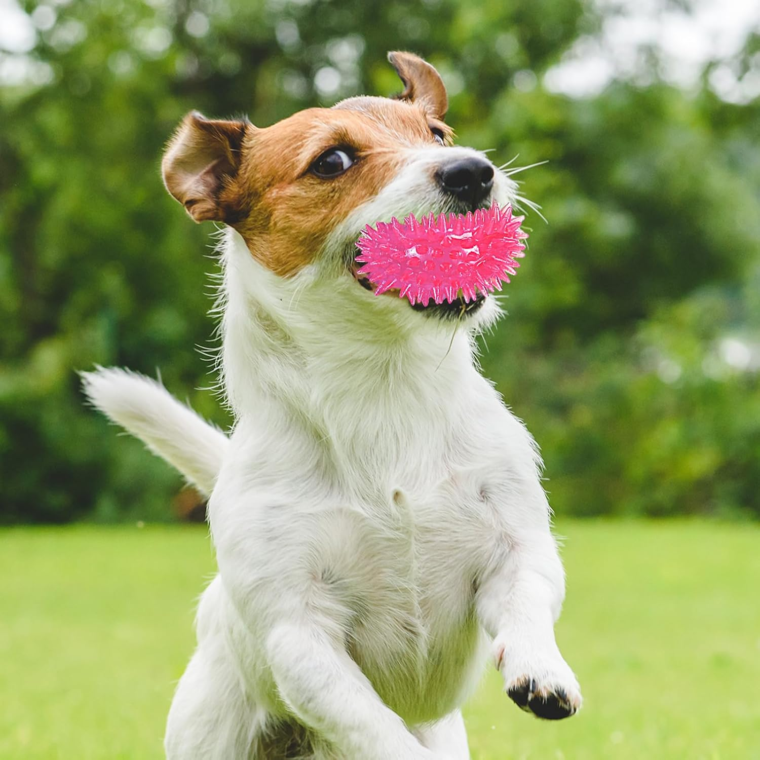Syhood 16 Pack Squeaky Balls for Dogs 2.5'' Dog Spiky Ball for Aggressive Chewers Spike Puppy Toys for Teething TPR Rubber Balls for Small Medium Dogs Pet Puppy Fetch Chew Toys (Pink) image number 3