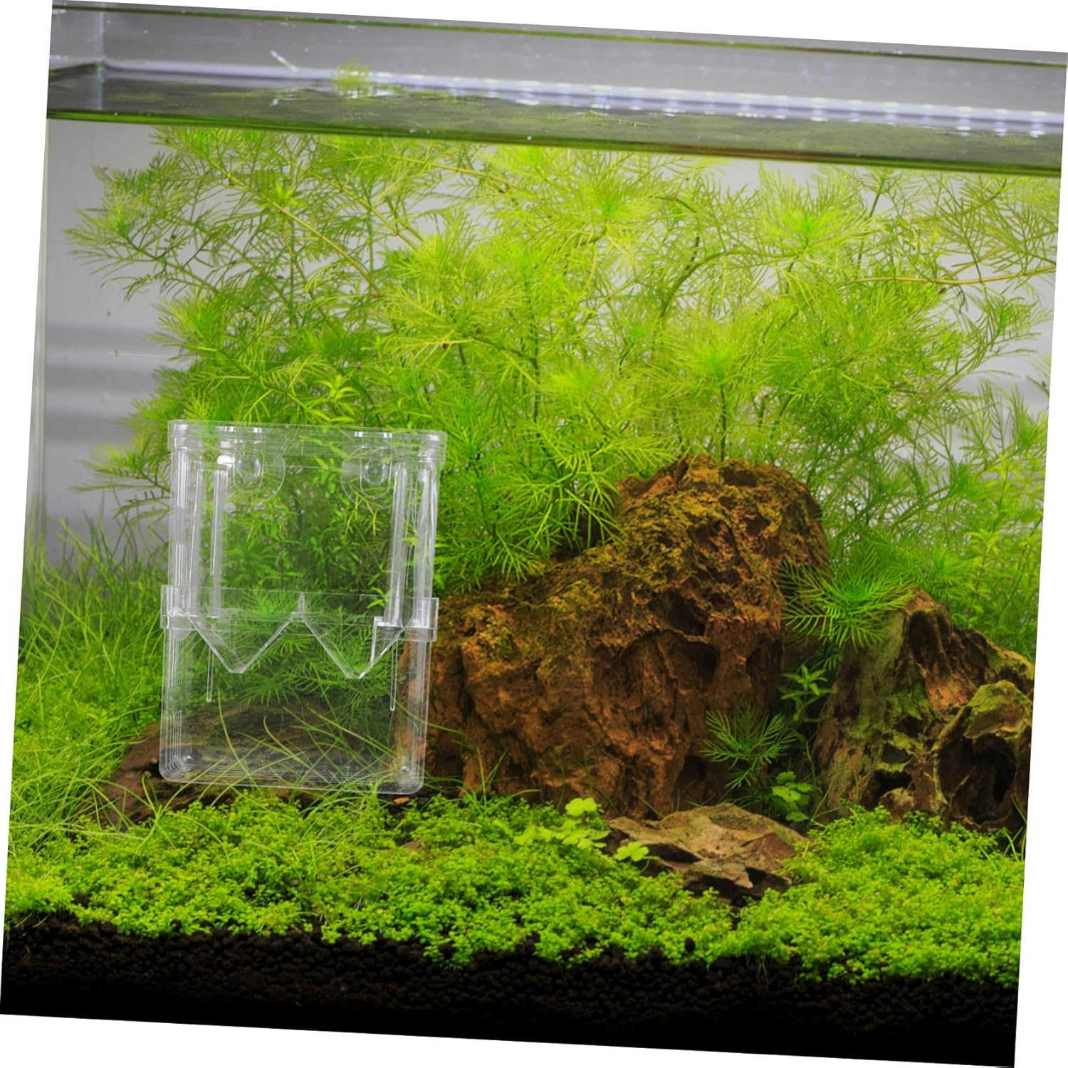 2Pcs Fish Breeding Isolation Box Double-Layer Aquarium Hatchery Container Large Size with Suction Cup for Fry Rearing and Fish Tank Separation in Aquatic Pet Breeding Random Color image number 5