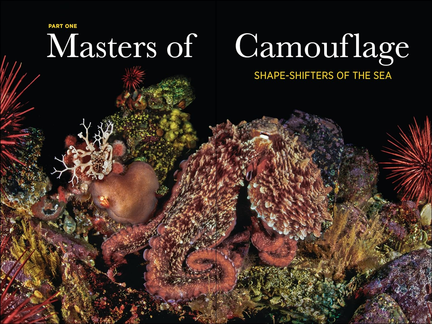 Secrets of the Octopus image number 3