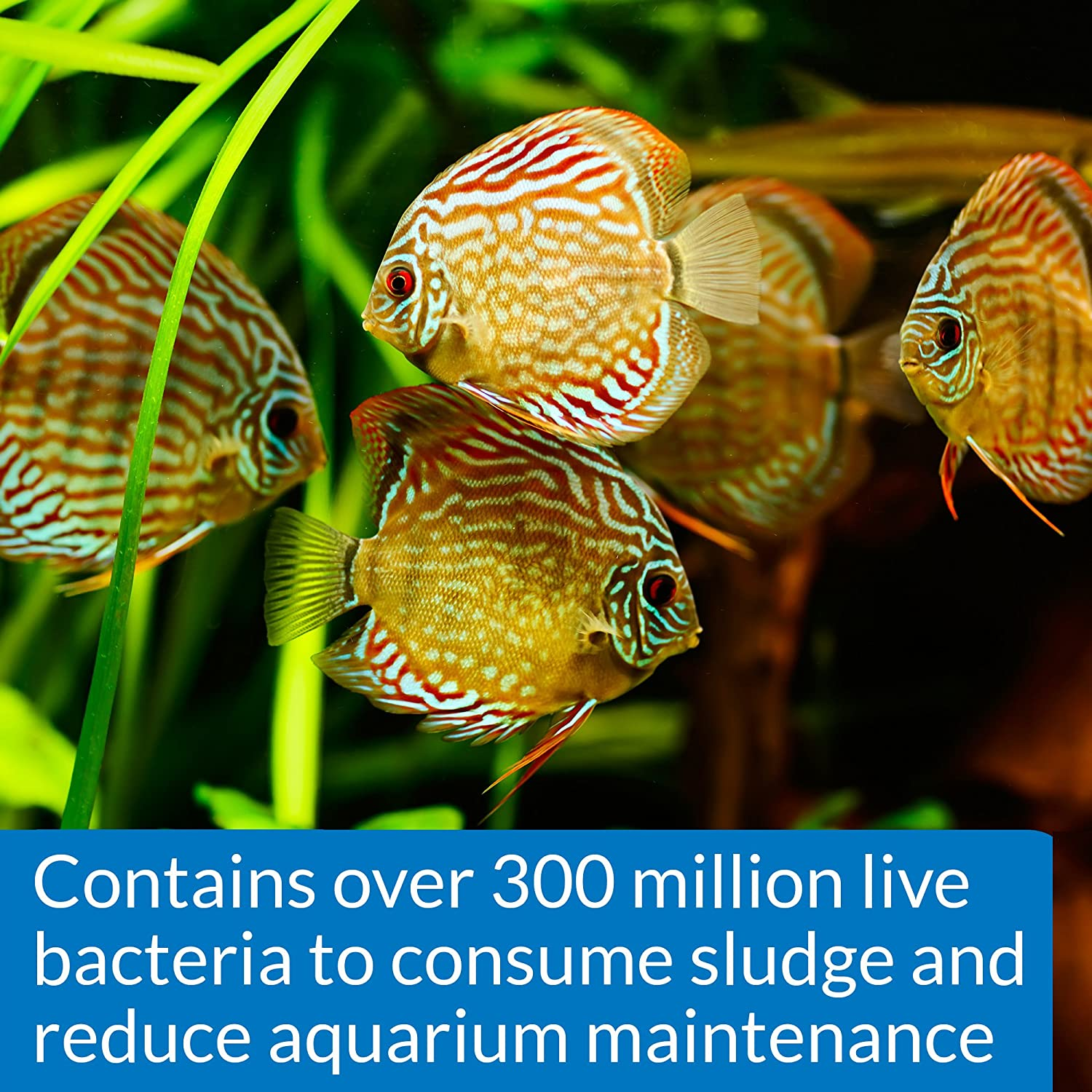 API Stress Zyme Water Treatment, 30 ML