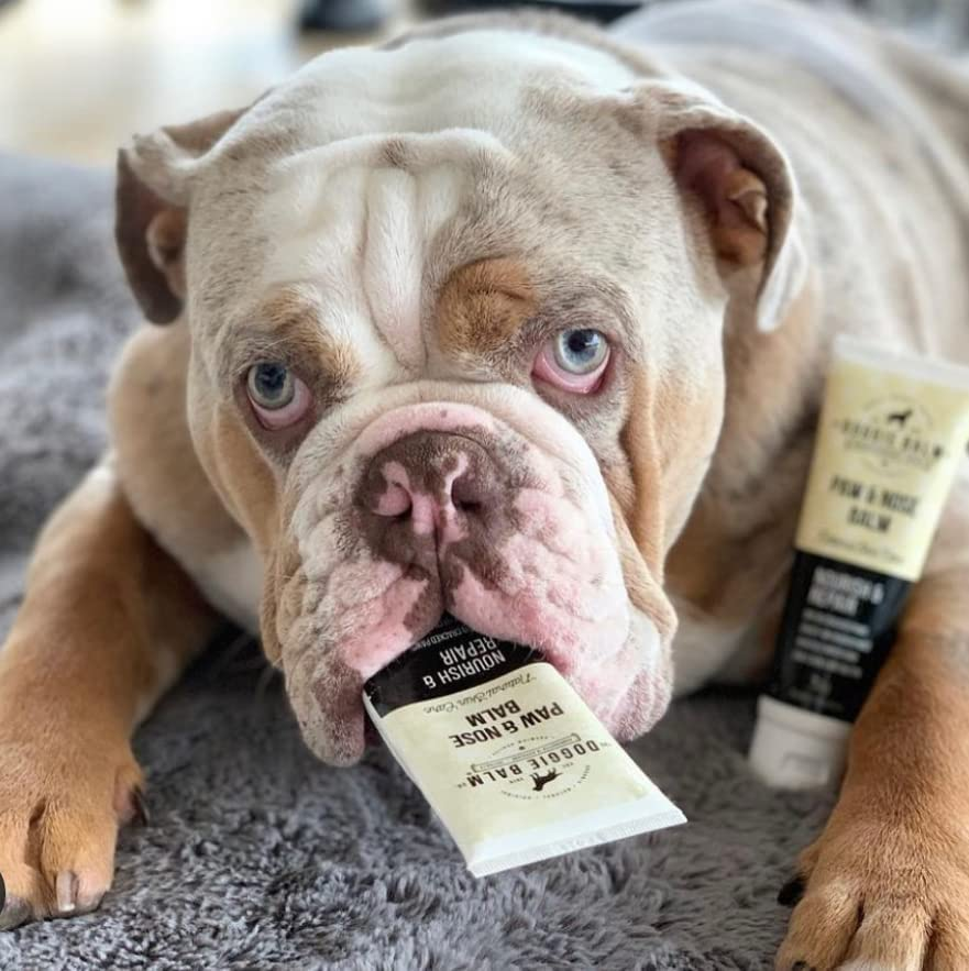 The Doggiebalm Co. Paw & Nose Balm, 60G - Dog Nose, Elbow & Paw Balm - All Natural Pet Skin Care to Nourishes, Hydrate & Repair - Dog Skin Treatment for Sensitive Skin image number 5
