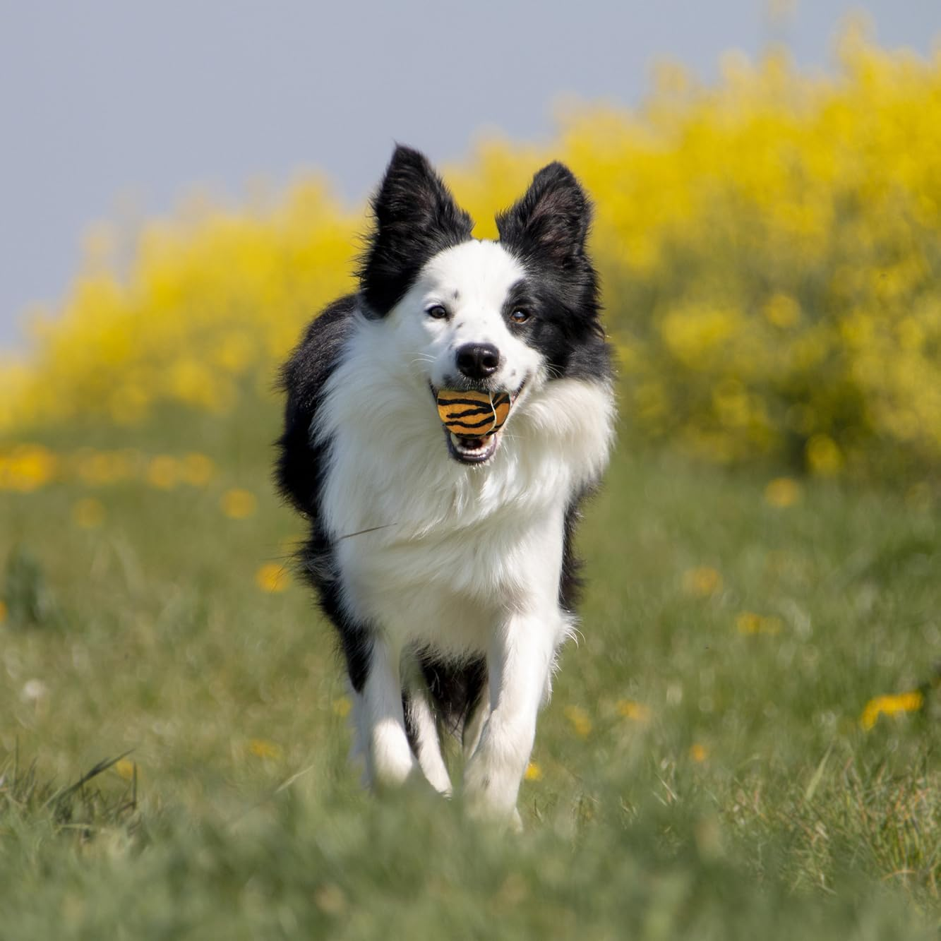 SPORTSPET Tennis Balls for Dogs Jungle, Dog Balls without Squeaker - Set of 3 image number 3