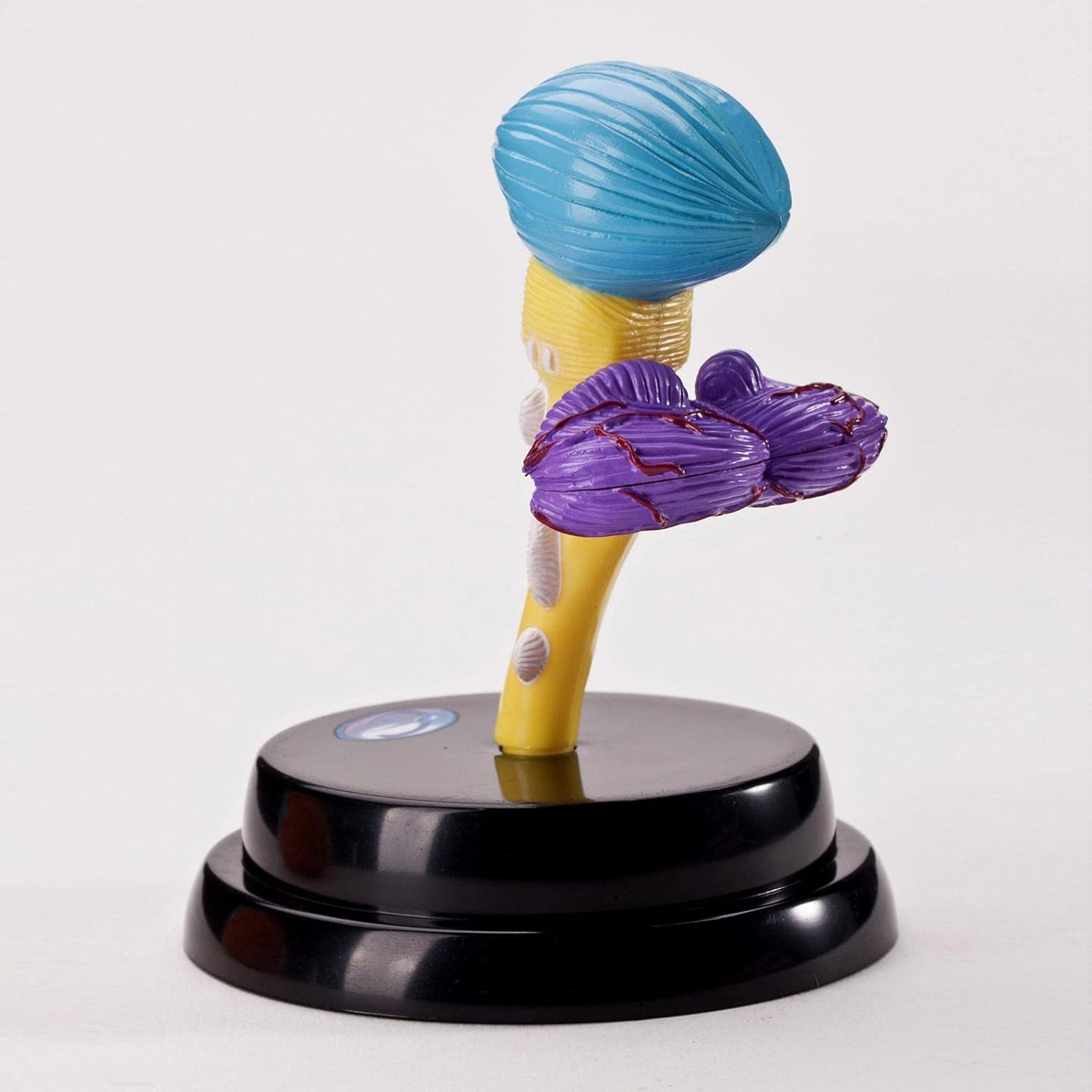 Kokiya Human Brain Disassembled Brain Model, Anatomically Correct, Multifunctional Teaching Tool, Includes Model, Rack, Manual, Booklet, Study Card, Suitable for Child, Teen, Adult image number 2