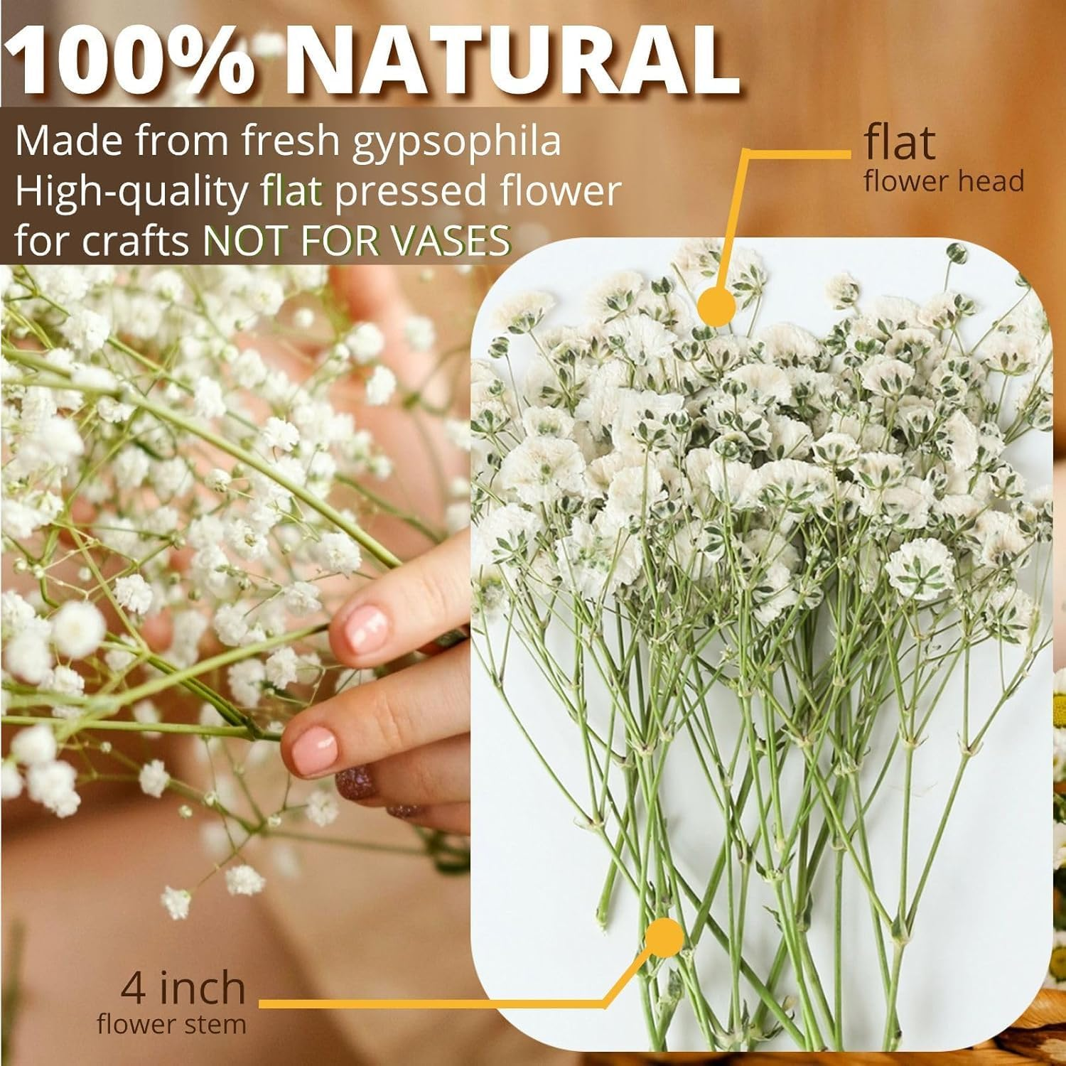 JCQMZB 100 Pcs Dried Babys Breath Flowers Bulk Ivory White Babys Breath Real Pressed Flowers Natural Gypsophila for Resin Wedding Art Craft DIY Invitations Scrapbooking Card image number 2