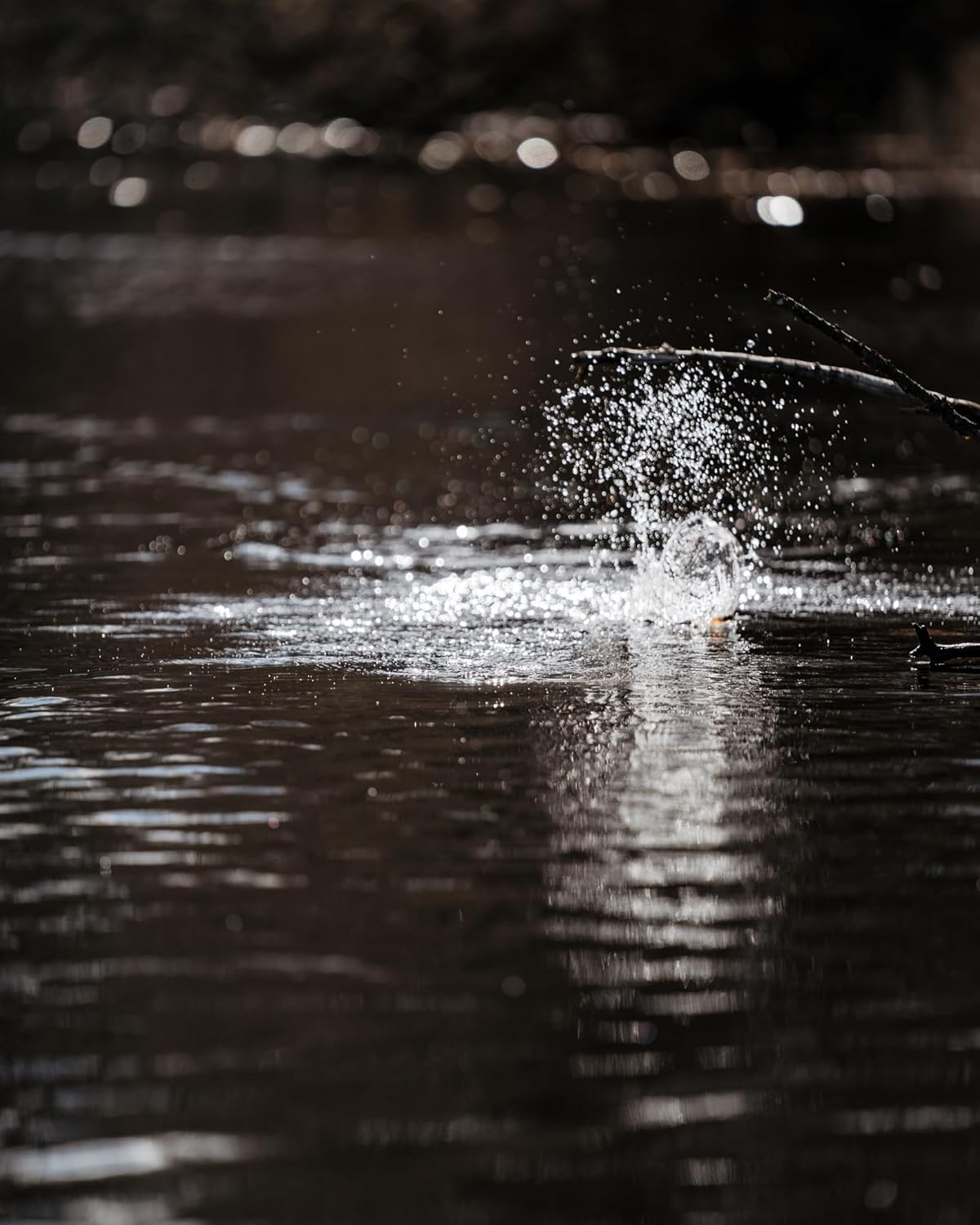 Rapala Skitter Pop Elite 3.7 Inches (9.5 Cm) - Gday image number 2