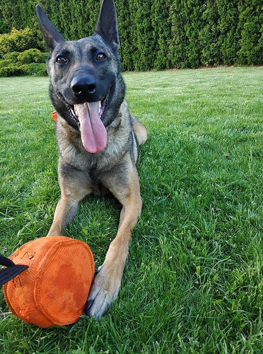 Dingo Gear Berta Nylcot Bite Tug for the Dog Training K9 Dog Sports IGP Play Tug of War S00097, Blue, 0.45 Kg image number 7