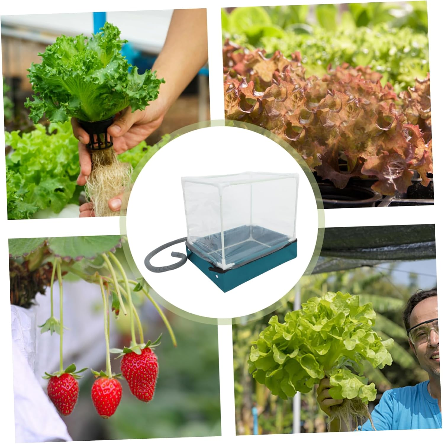 PAMINGONO Succulent Planting Box Indoor Greenhouse Kit Compact Succulent Greenhouse for Tabletop Garden Display Mini Plant Container Drainage and Small Container Gardening image number 1