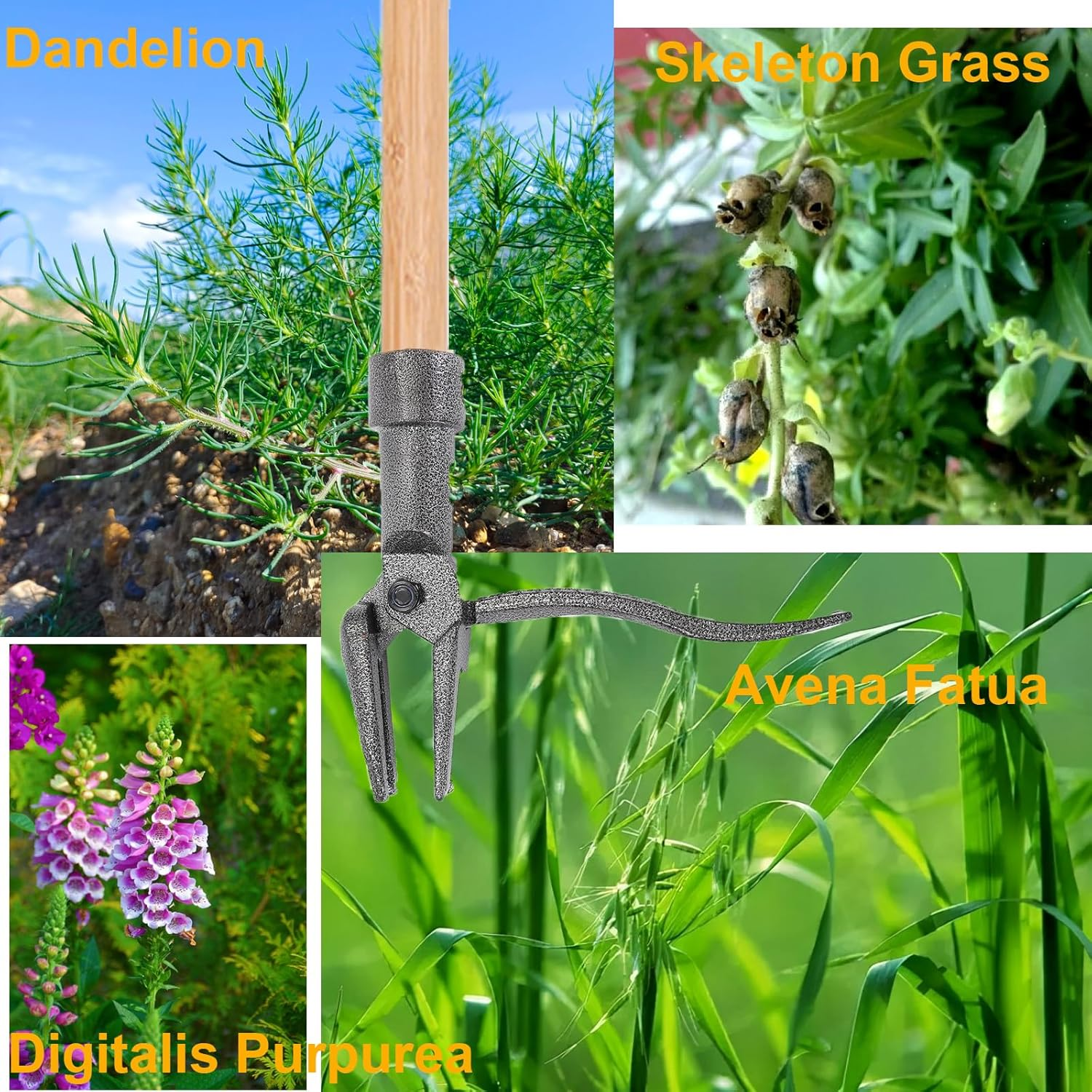 Shgarden Weed Puller Tool Stand up Weed Puller Tool with Long Handle and 4-Claw Steel Head 3-Sectioal Pole Weed Remover Tool Garden Hand Weeding Tool for Garden Patio without Bending SH0085