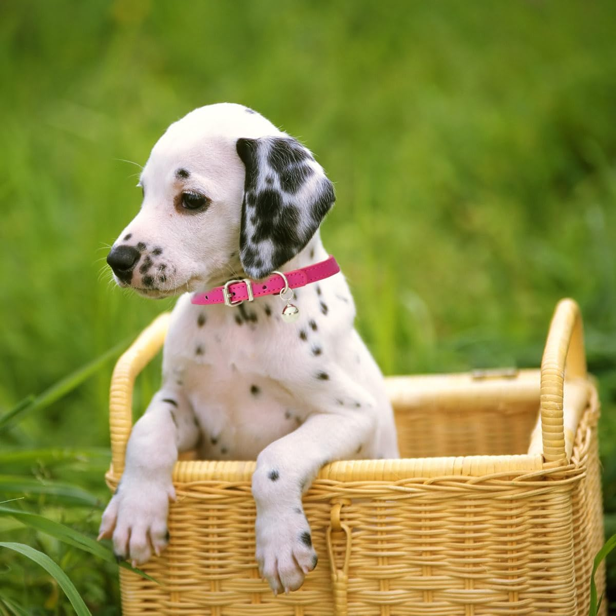 Khaki XS Dog Collar with Bell, Soft Pu Leather Kitten Dog Collars Adjustable Buckle for XXS XS Extra Small Medium Tiny Female Male Boys Girls Pets Puppy Cats Teacup Yorkie X-Small image number 1