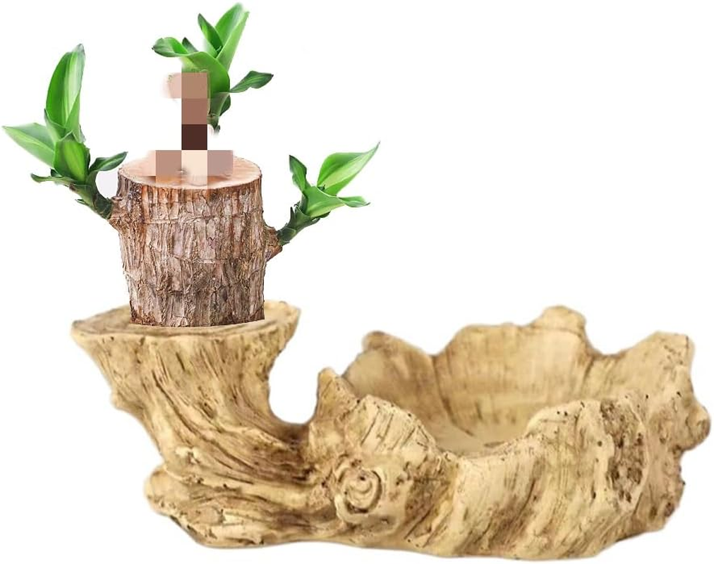 Brazilian Wood Hydroponic Plant Tray, Resin Flowerpot, Indoor Air Purifying, Tabletop Decoration image number 3