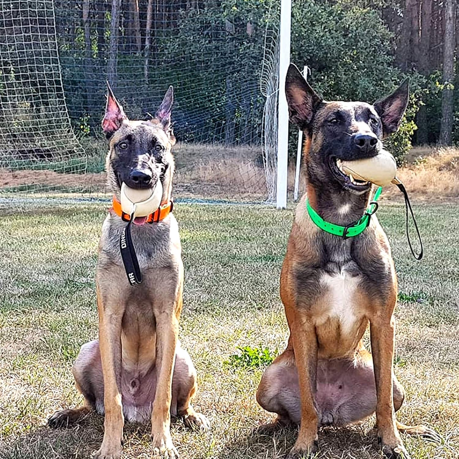 Dingo Gear Soft Genuine Leather Ball with a Handle for the Bite Training, &Oslash; 8 Cm Retrieve and Reward Dog Toy S02784, Random image number 5