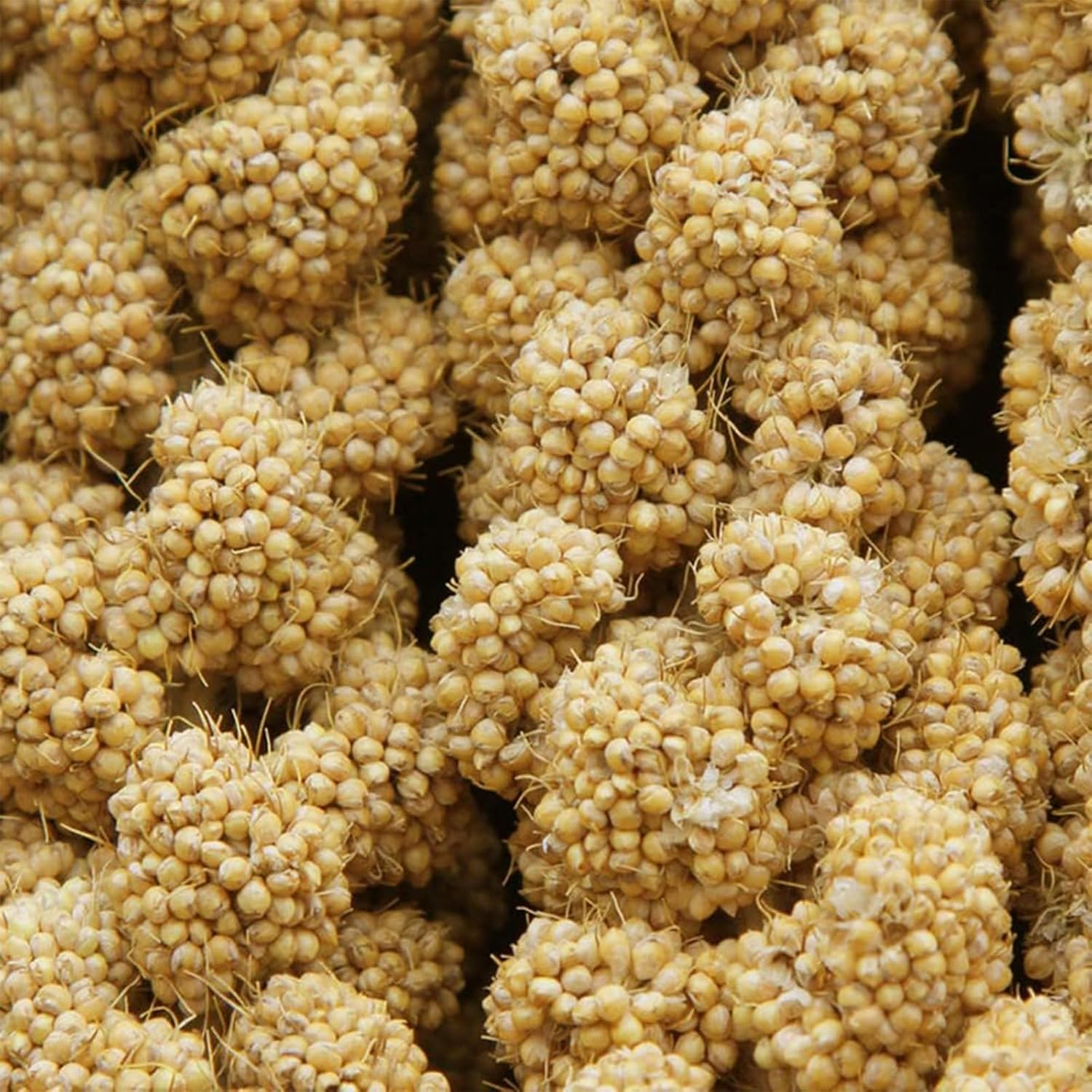 1LB Spray Millet Treat for Birds &ndash; Natural Sun-Dried Millet for Parakeets, Cockatiels, Budgies, Finches, Parrots, and Hamsters