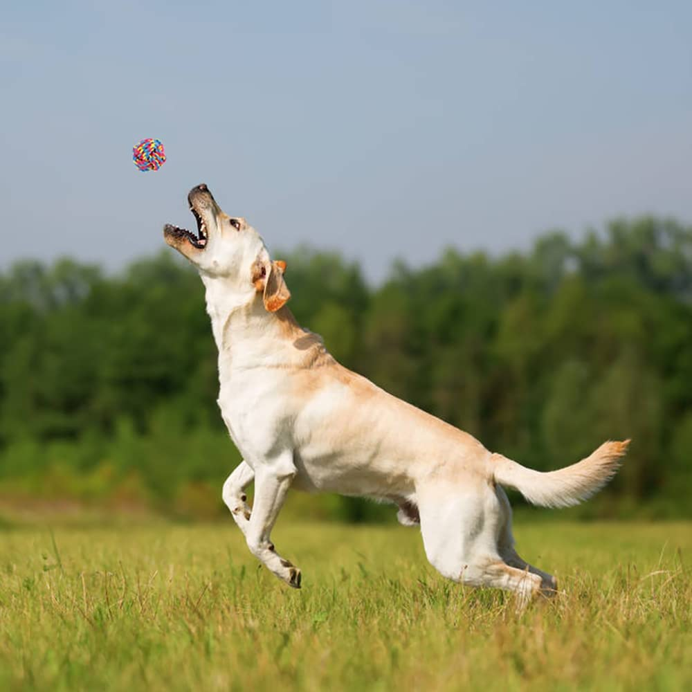 PLUTUS PET Dog Chew Toys for Aggressive Chewers, 8 Pack Interactive Dog Rope Toys, Washable Cotton Tough Dog Toys, Teething Toys for Puppies Small and Medium Dogs image number 3