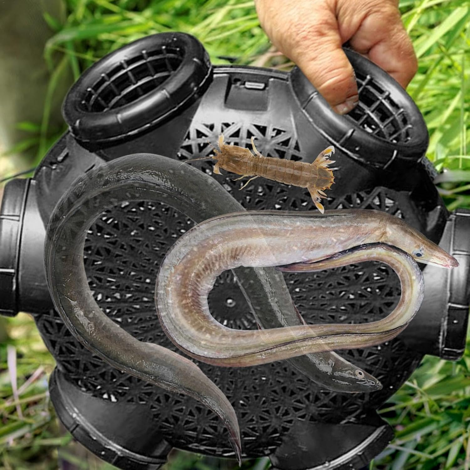 Fish Trap,Crab Trap with 3/8 Holes,Portable Fish Traps for Fishing,Fishing Bait Eel Trap,For Catching Small Fish,Crayfish,Crabs,Herring,Shrimp,Lobster image number 5