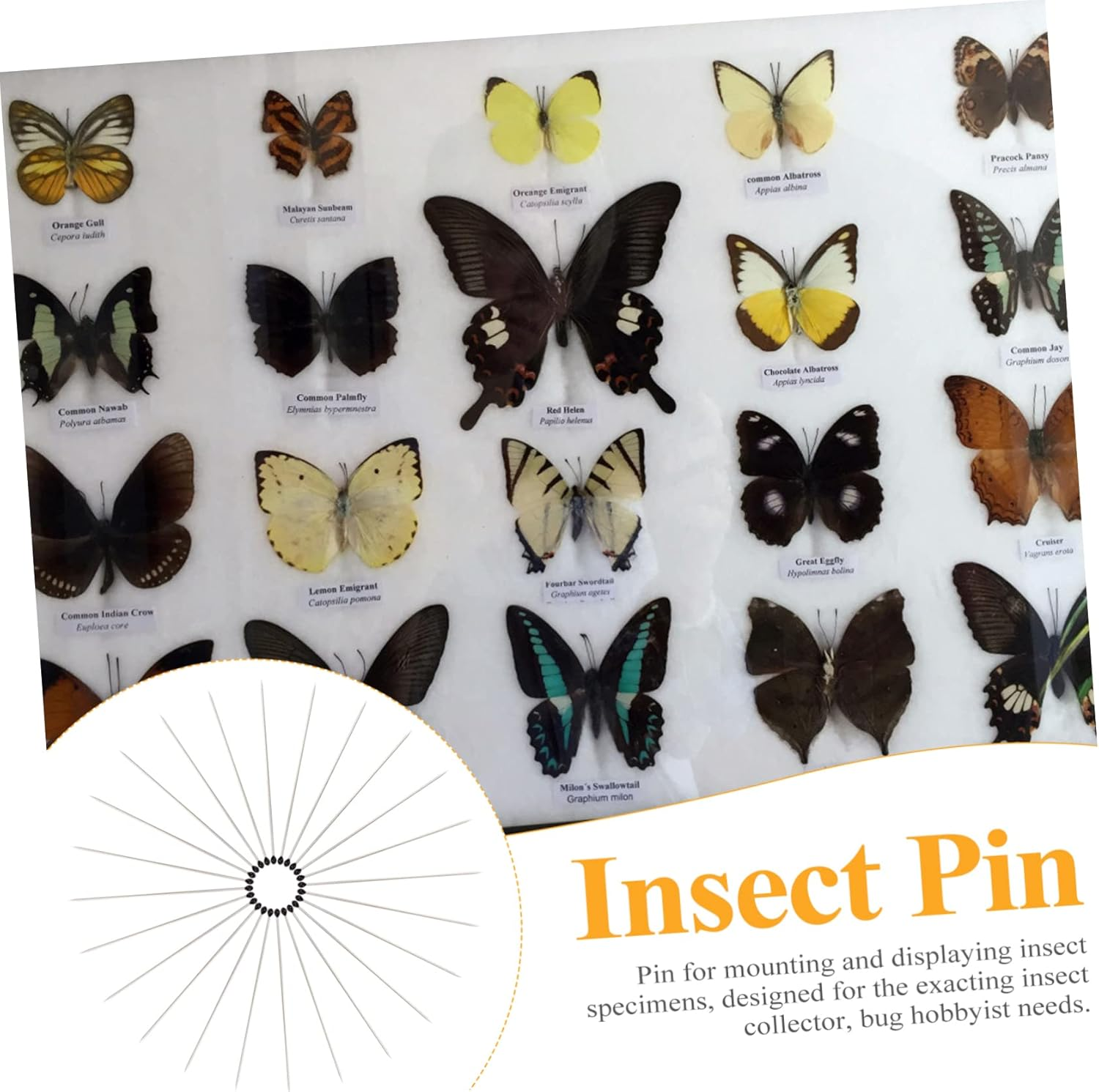 JECOMPRIS Specimen Pin 600 Pcs Insect Specimen Needle Stainless Collector Entomology Pin Entomology Kit