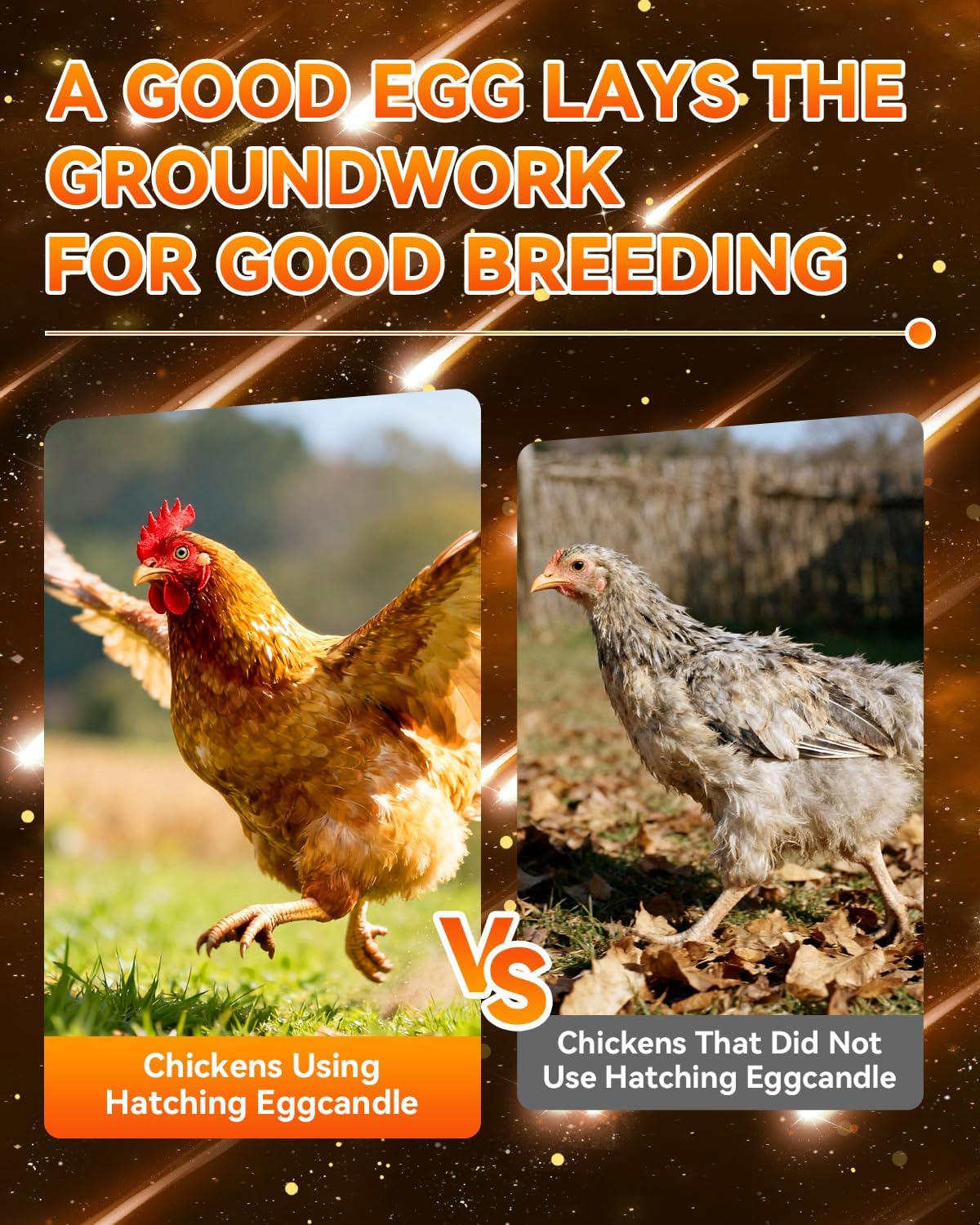 3.0 Upgraded Egg Candler Light【Semiconductor Led Chip】【Sgs-Certified Titanium Materials】 3-In-1 Egg Candler for Chicken Eggs Typy Strong Waterproof Durable Ultra Battery Life No Harm to Eggs (Black) image number 2