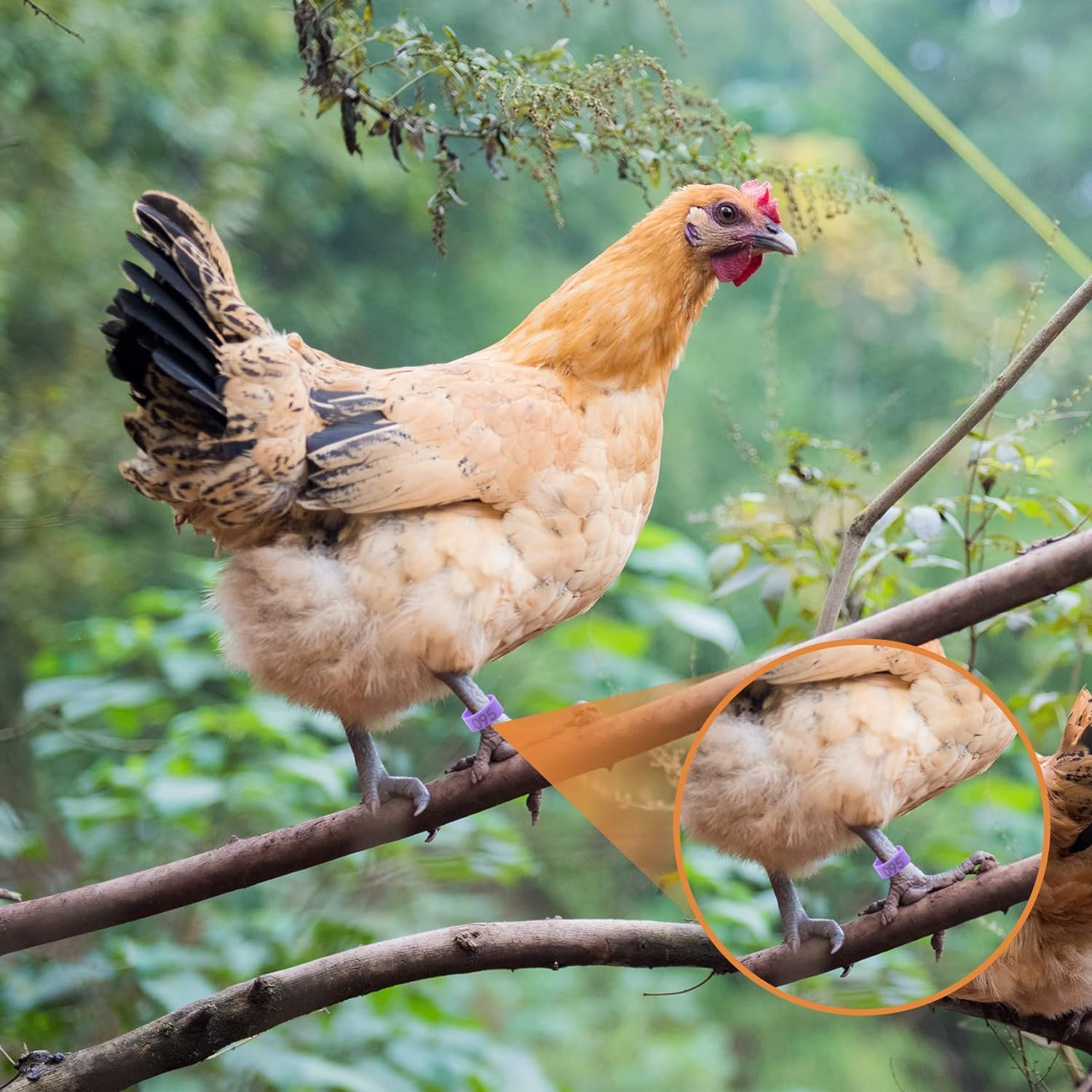 100 Pcs Chicken Leg Rings for Ducks, Pigeons, Guinea Pig, Goose - Numbered Poultry Foot Bands - Chicken Leg Marker Clips - Ideal for Easy Identification and Tracking (16Mm)