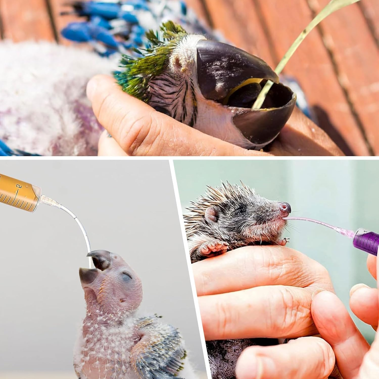 Aiyraa Pack of 12 Syringes with Hose, 20 Ml Syringe Set, Feeding Tool for Young Birds, Parrots, Pigeons, Ideal for Milk, Water, Medication, Easy to Clean image number 1