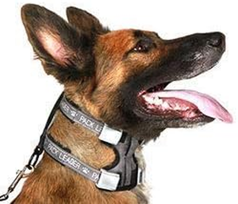 Cesar Millan Pack Leader Collar&trade; - Training Collar of the Dog Whisperer (Large, Blue) image number 6