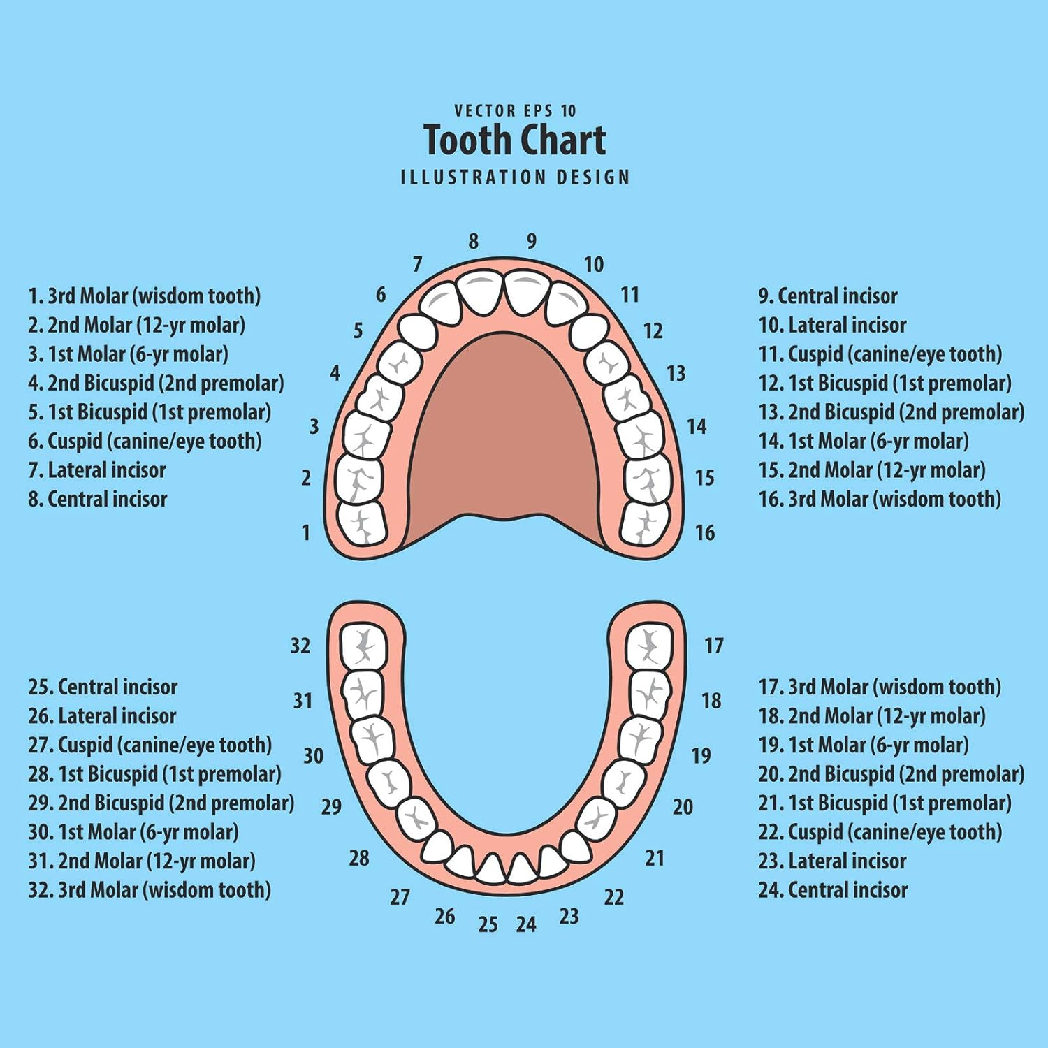 Jetec 2 Pieces Baby Teeth Keepsake Box PP Tooth Fairy Box Kids Tooth Storage Holder Organizer for Lost Teeth Cute Kids Deciduous Collection to Keep the Childhood Memory(Blue and Pink) image number 6