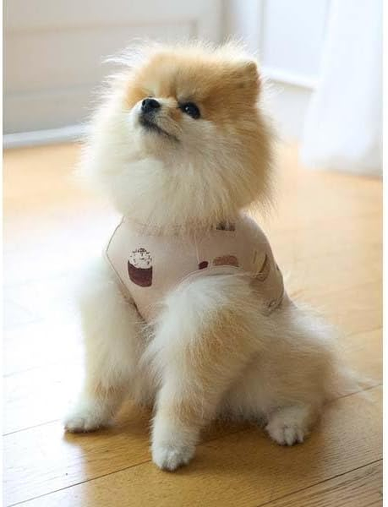 Gelato Pique Cat & Dog PAGG244587 CAT & DOG Cupcake Pattern Pullover image number 3