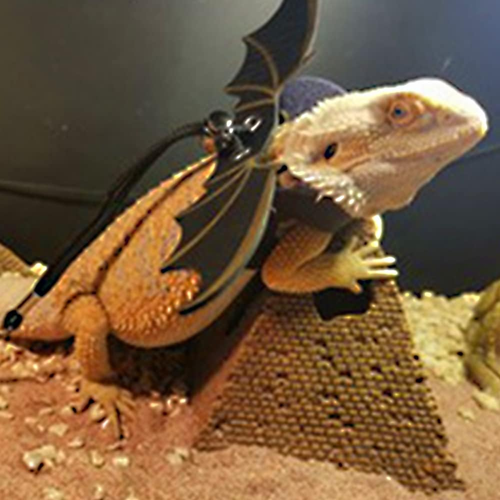 Adjustable Bearded Dragon Leash Harness,3 Size Pack Leather Wings Safty Walking Leash for Bearded Dragon Lizard Reptiles (Black) - Blue image number 4