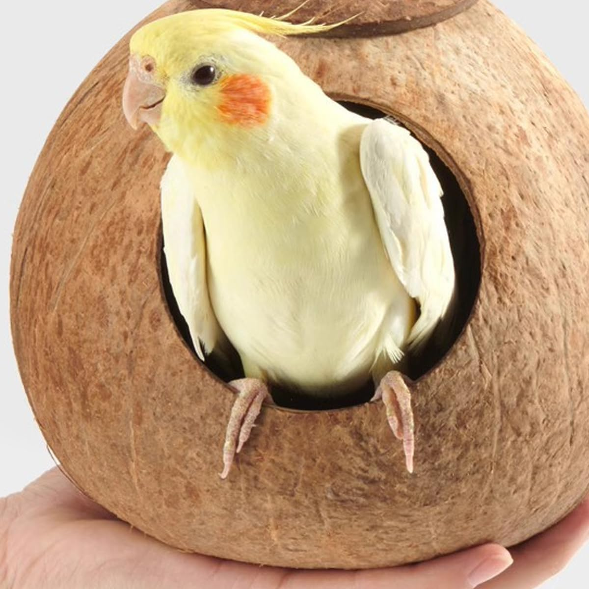 AIMALL Bird'S Nest Parrot Coconut Shell Nest Bed, Large Size Tiger Skin Peony Xuan Feng Pearl Bird Cage Special Warm Straw Toy, 13.5-15Cm (5.31-5.9 Inches)