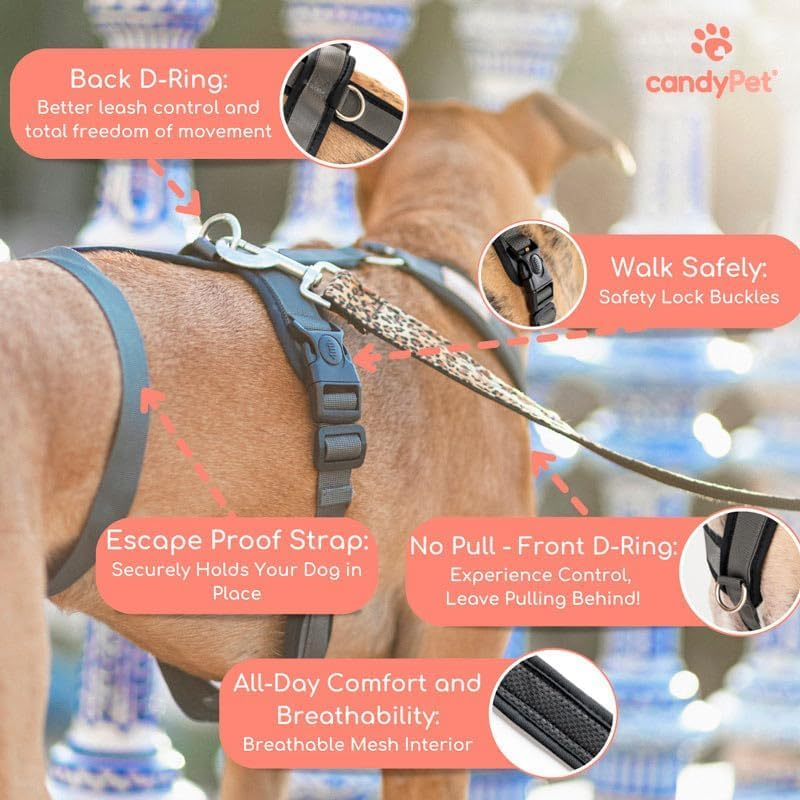 3 Point No Pull Harness, Ideal for Greyhound, Italian Greyhound, Whippet, Greyhound, Podenco - Safe, Breathable and Durable Walking, Training and Running - Anthracite, M image number 6