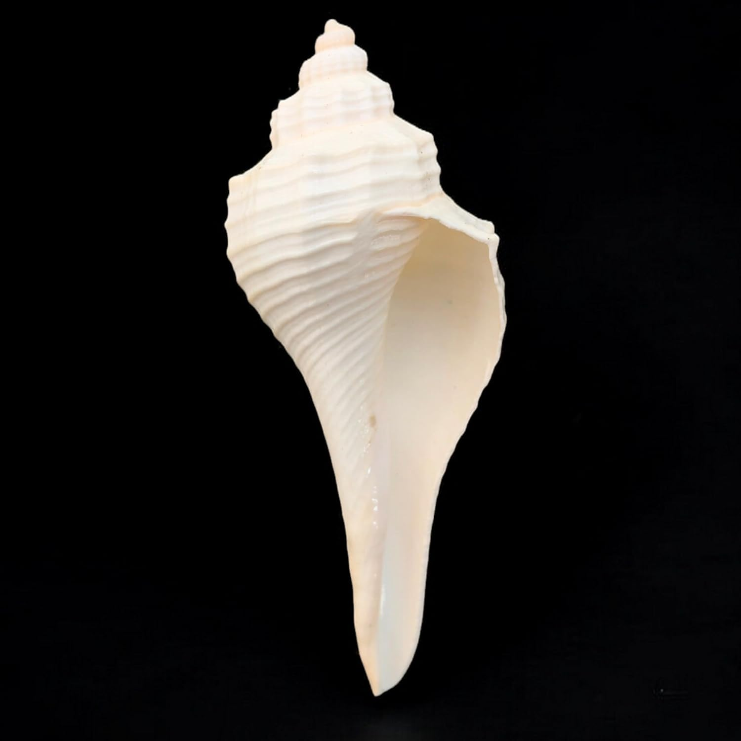 Decorative Shankh 2 Inch (Set of 2) &ndash; Auspicious Conch Shells for Pooja, Vastu, and Home Decor | Hindu Ritual Shankh for Mandir, Spiritual Gift, Temple Decoration, and Positive Energy image number 1